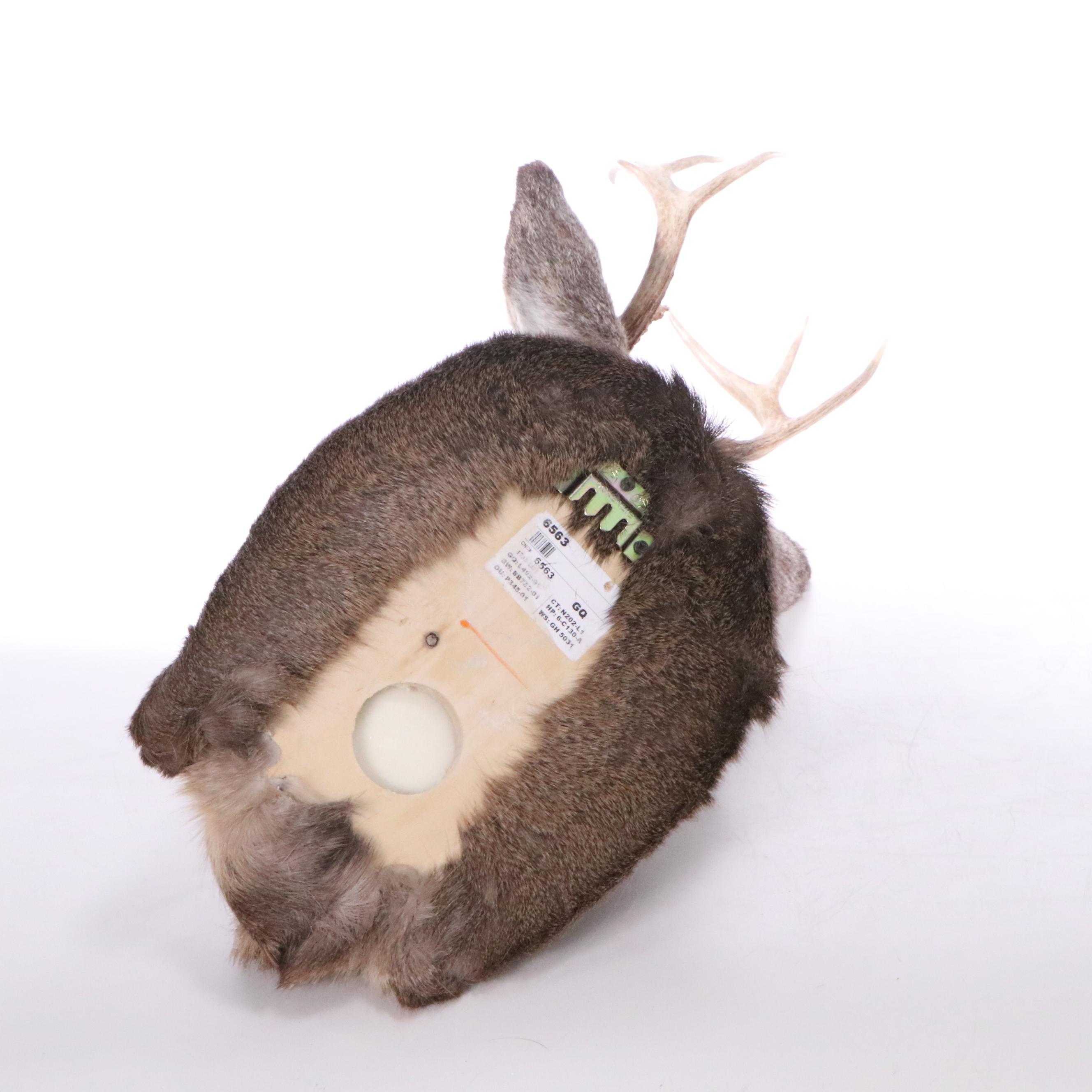 Taxidermy White-Tailed Deer Shoulder Mount