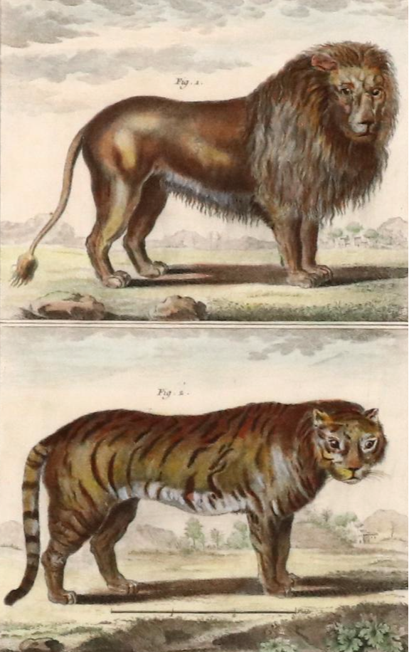 Hand-Colored Etchings of Animals "Histoire Naturelle"