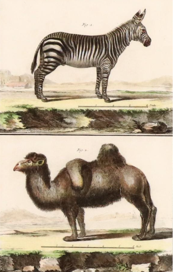 Hand-Colored Etchings of Animals "Histoire Naturelle"
