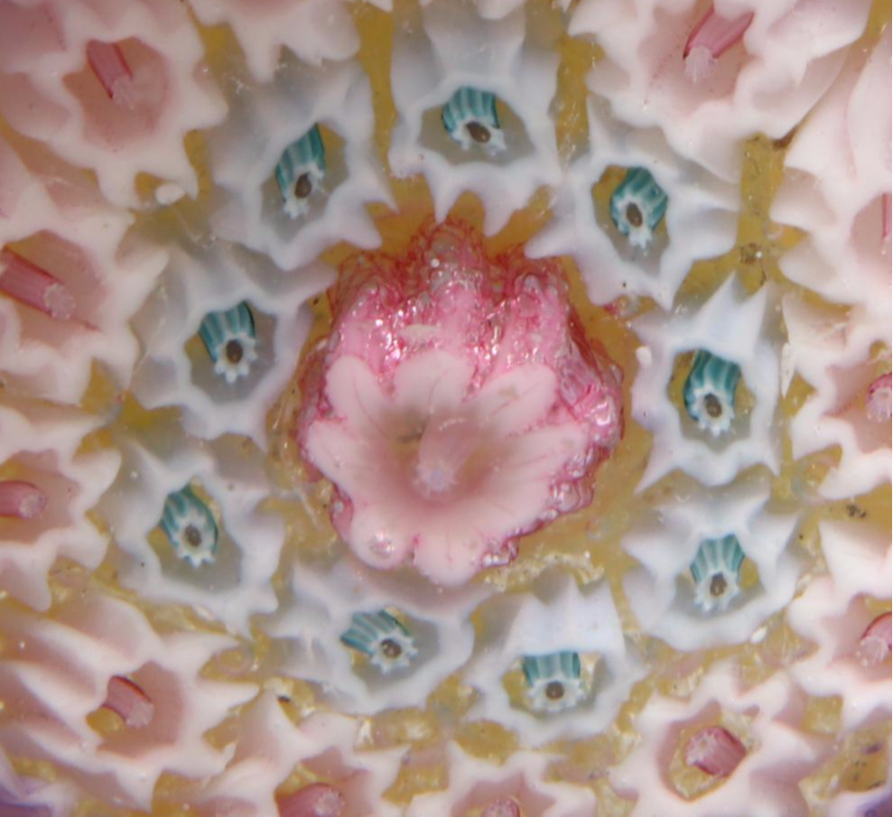 Perthshire Handcrafted Millefiori Art Glass Paperweights