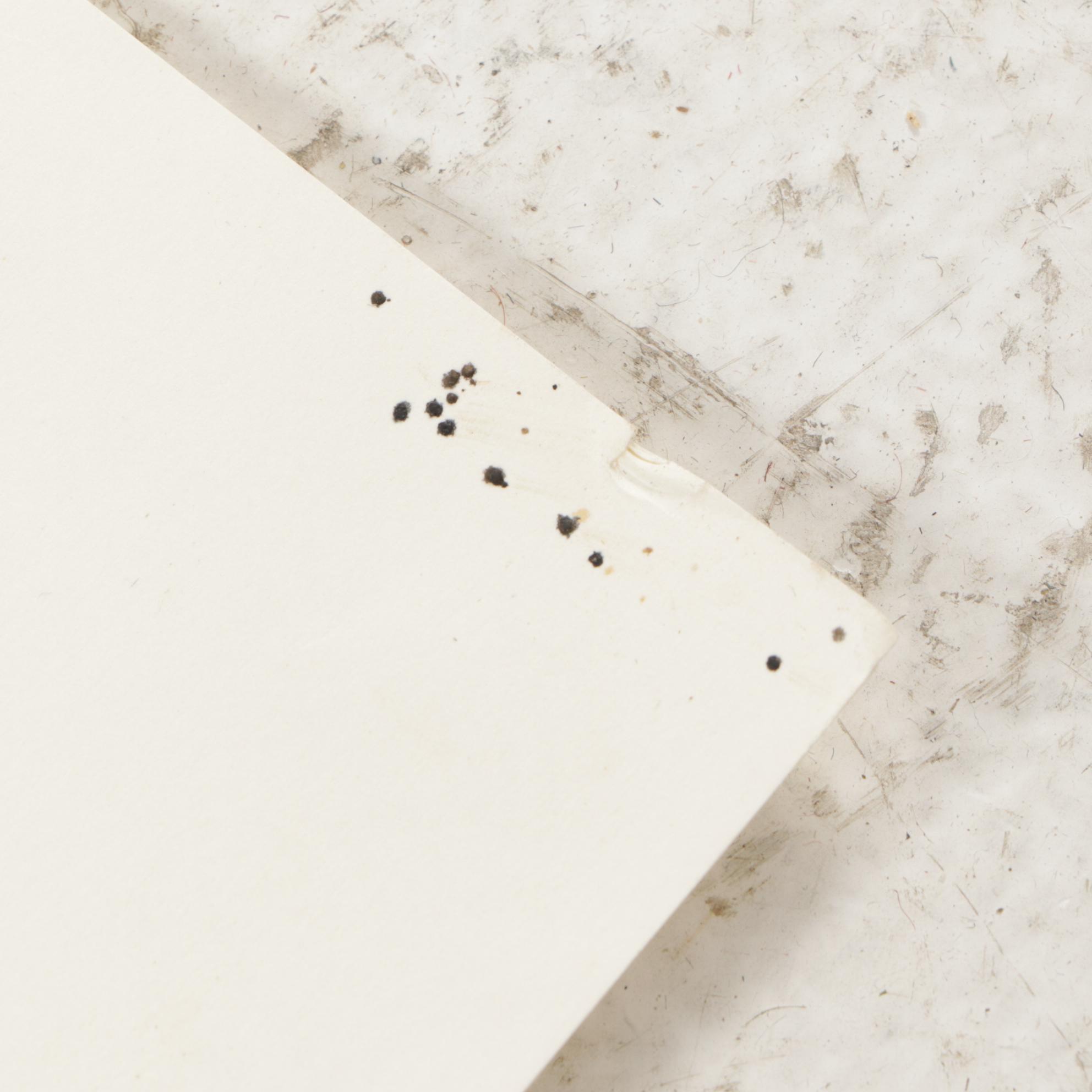 Offset Lithograph After John James Audubon's "Hutchins's Barnacle Goose"