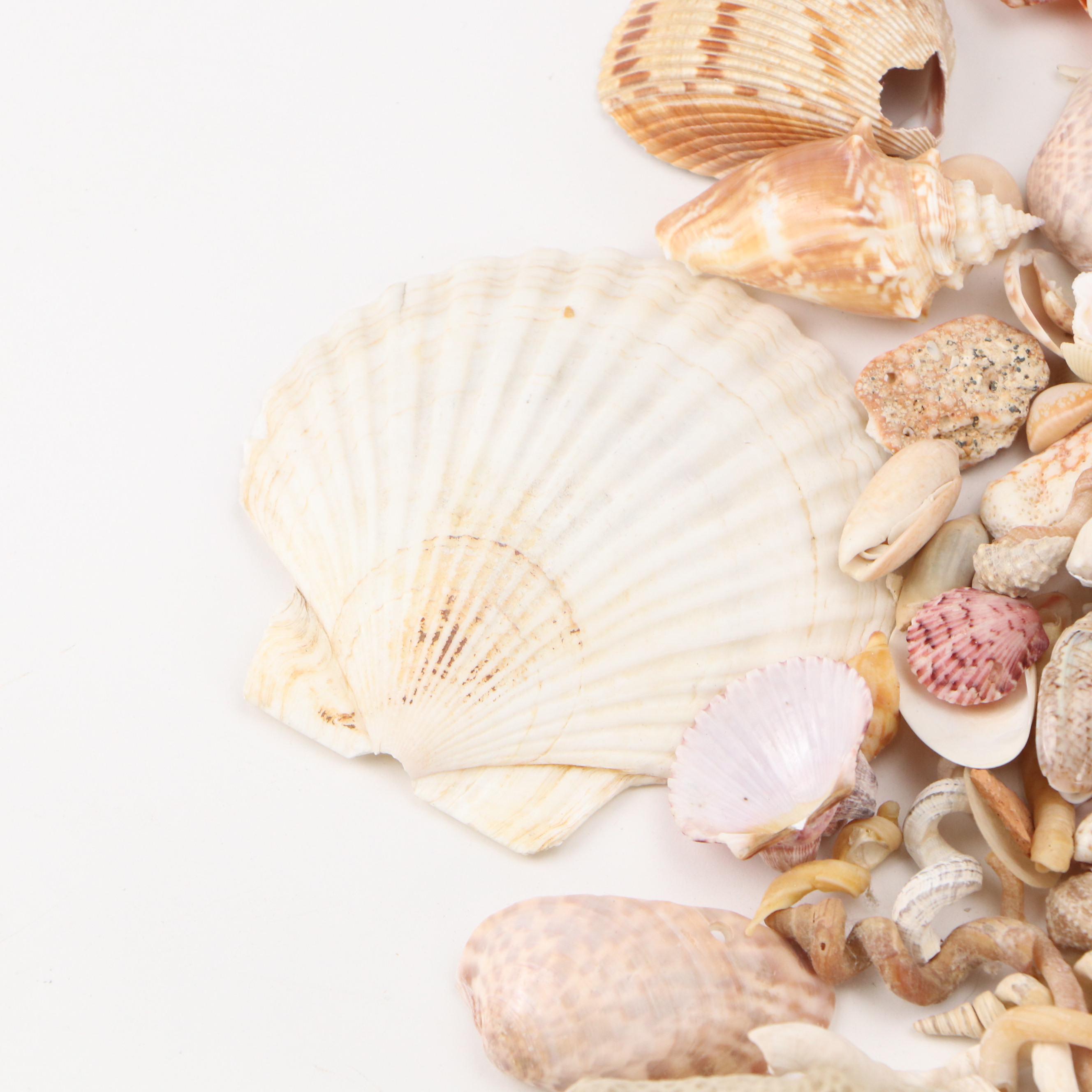 Fossil Coral, Calcerous Worm Tubes, Knobbed Whelks, Giant Clam Shell & More