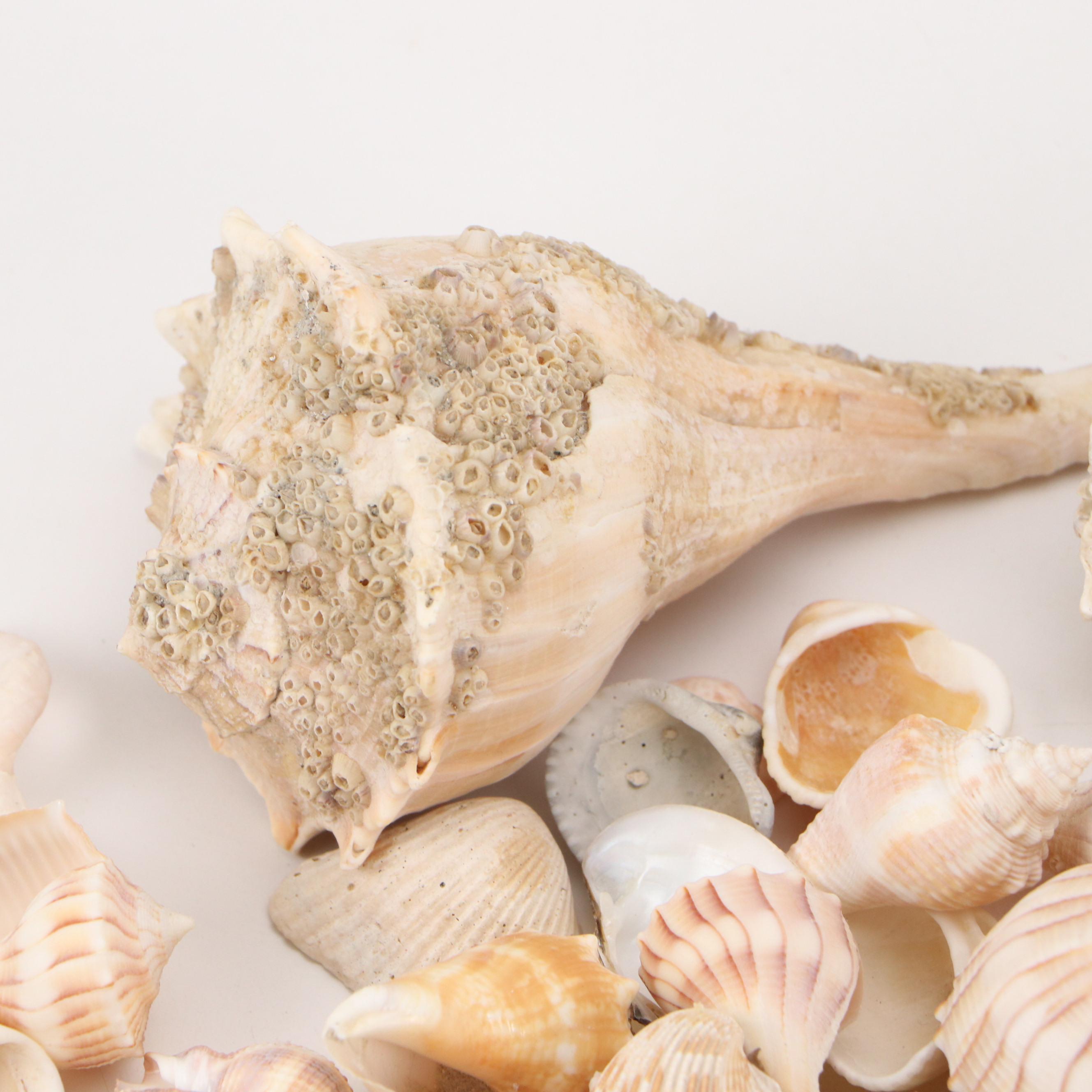 Fossil Coral, Calcerous Worm Tubes, Knobbed Whelks, Giant Clam Shell & More