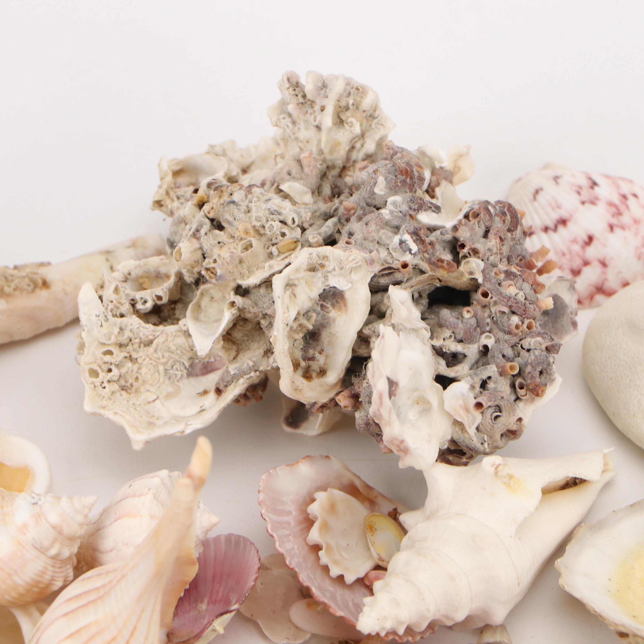 Fossil Coral, Calcerous Worm Tubes, Knobbed Whelks, Giant Clam Shell & More