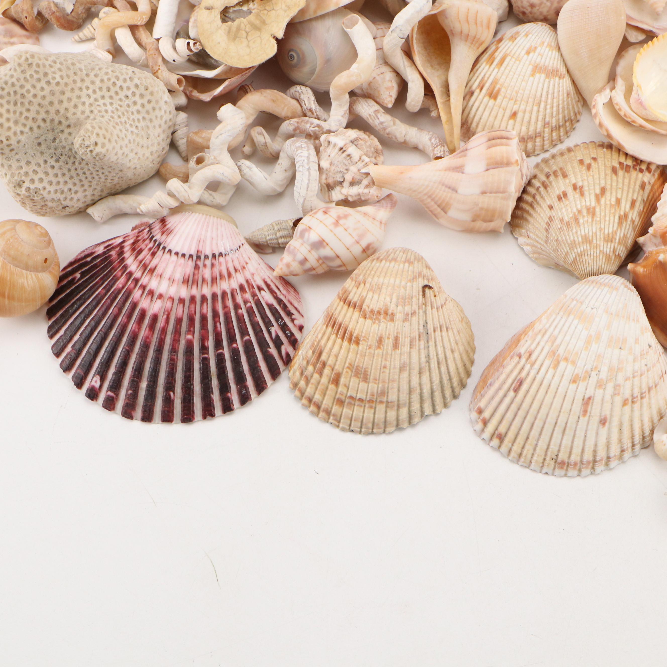 Fossil Coral, Calcerous Worm Tubes, Knobbed Whelks, Giant Clam Shell & More