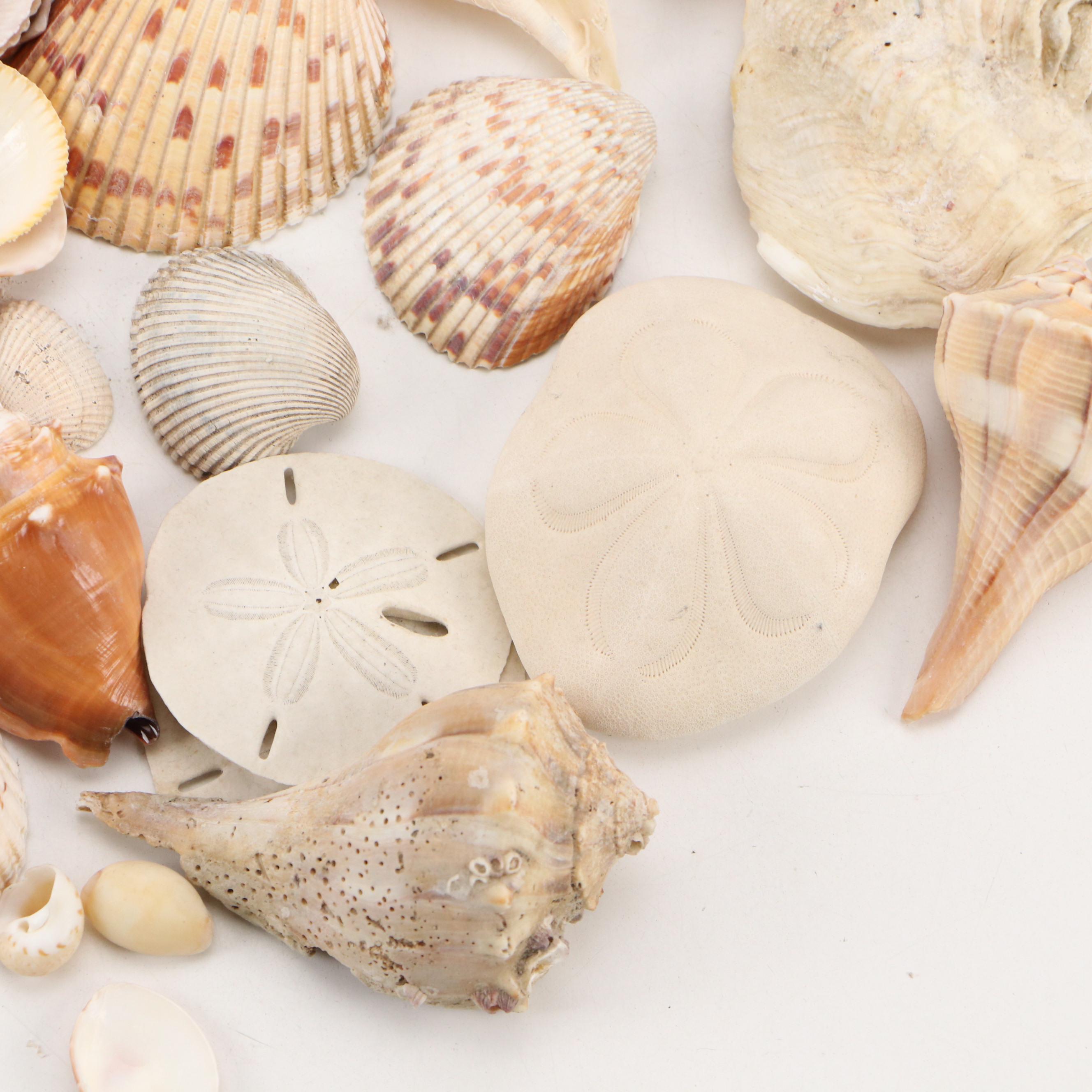 Fossil Coral, Calcerous Worm Tubes, Knobbed Whelks, Giant Clam Shell & More