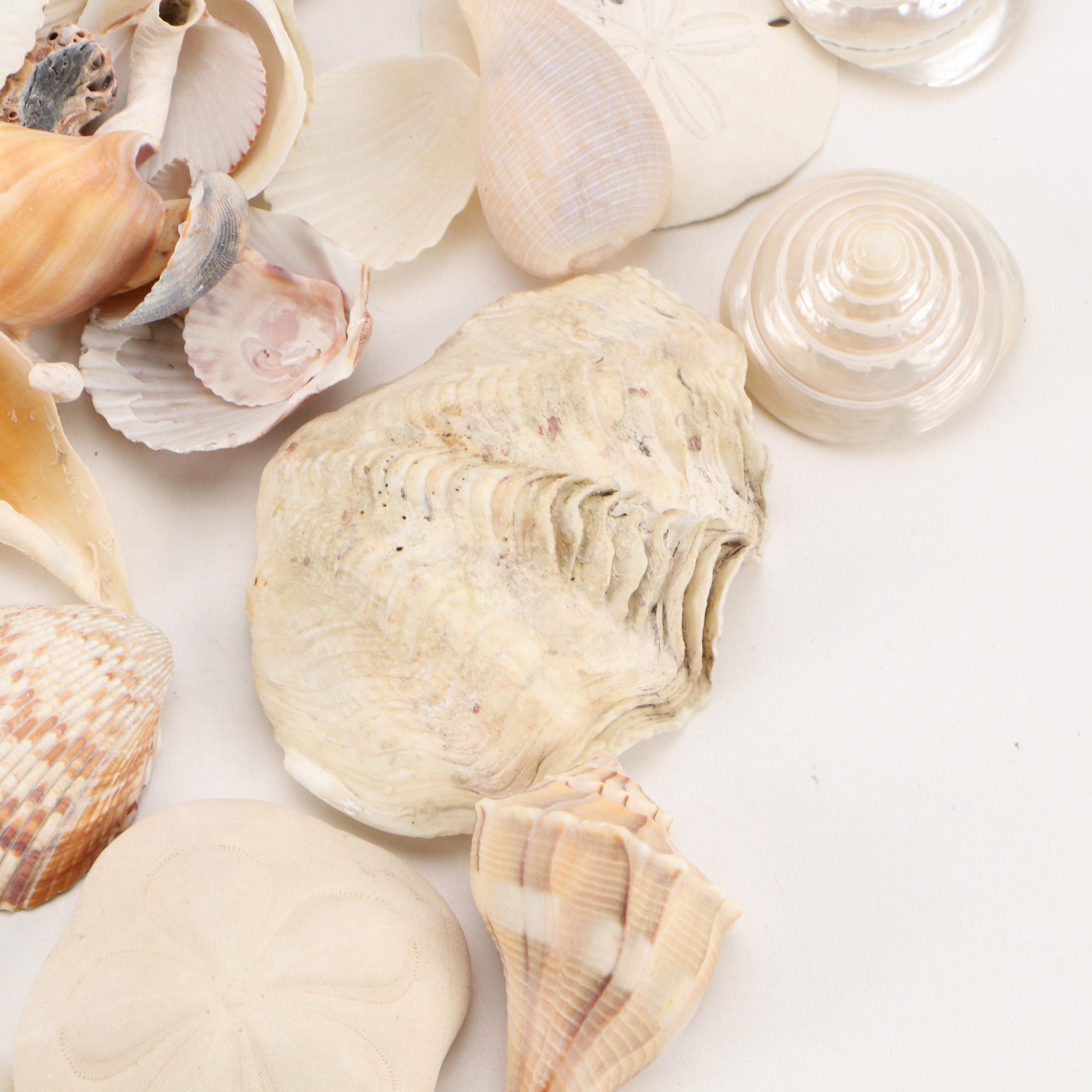 Fossil Coral, Calcerous Worm Tubes, Knobbed Whelks, Giant Clam Shell & More