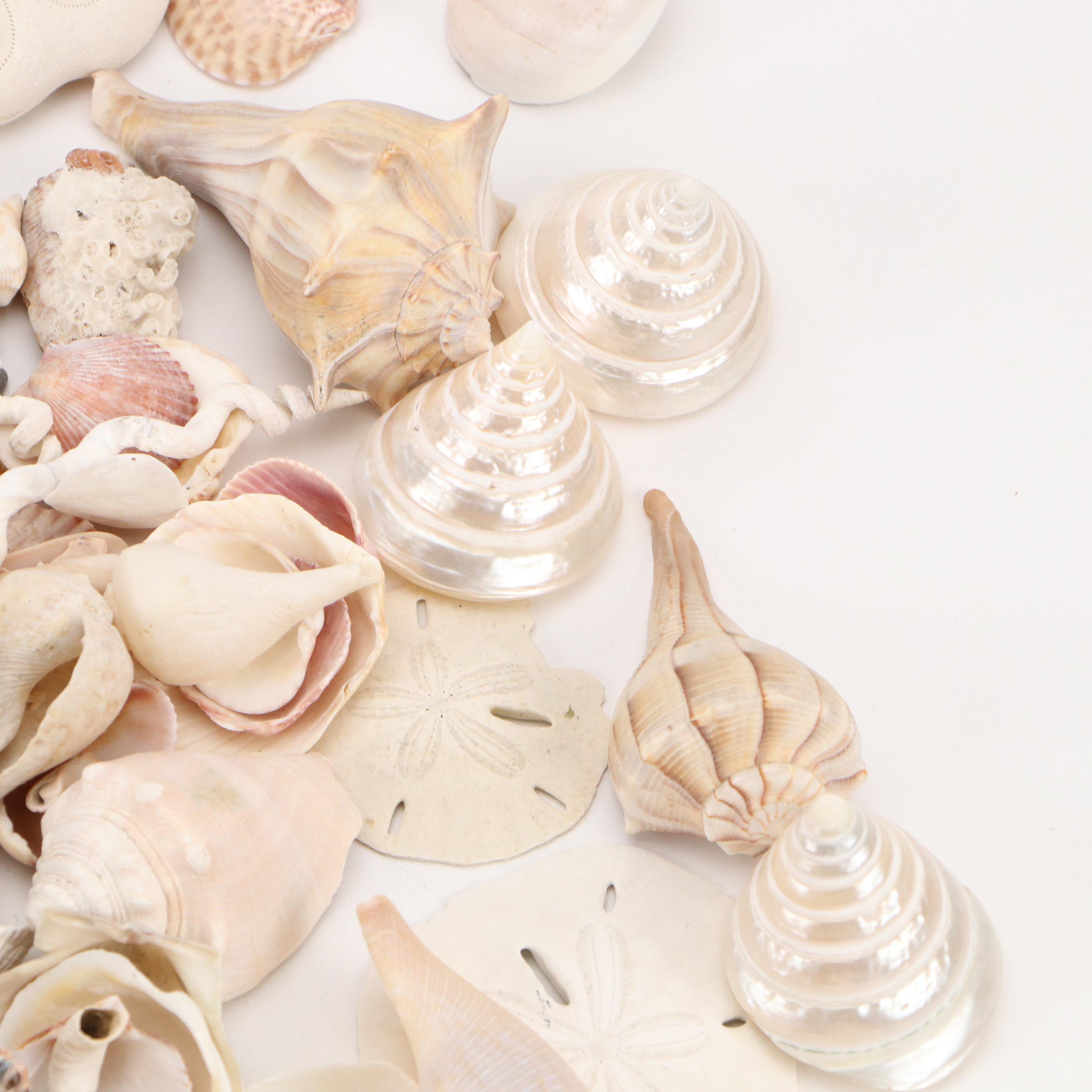 Fossil Coral, Calcerous Worm Tubes, Knobbed Whelks, Giant Clam Shell & More