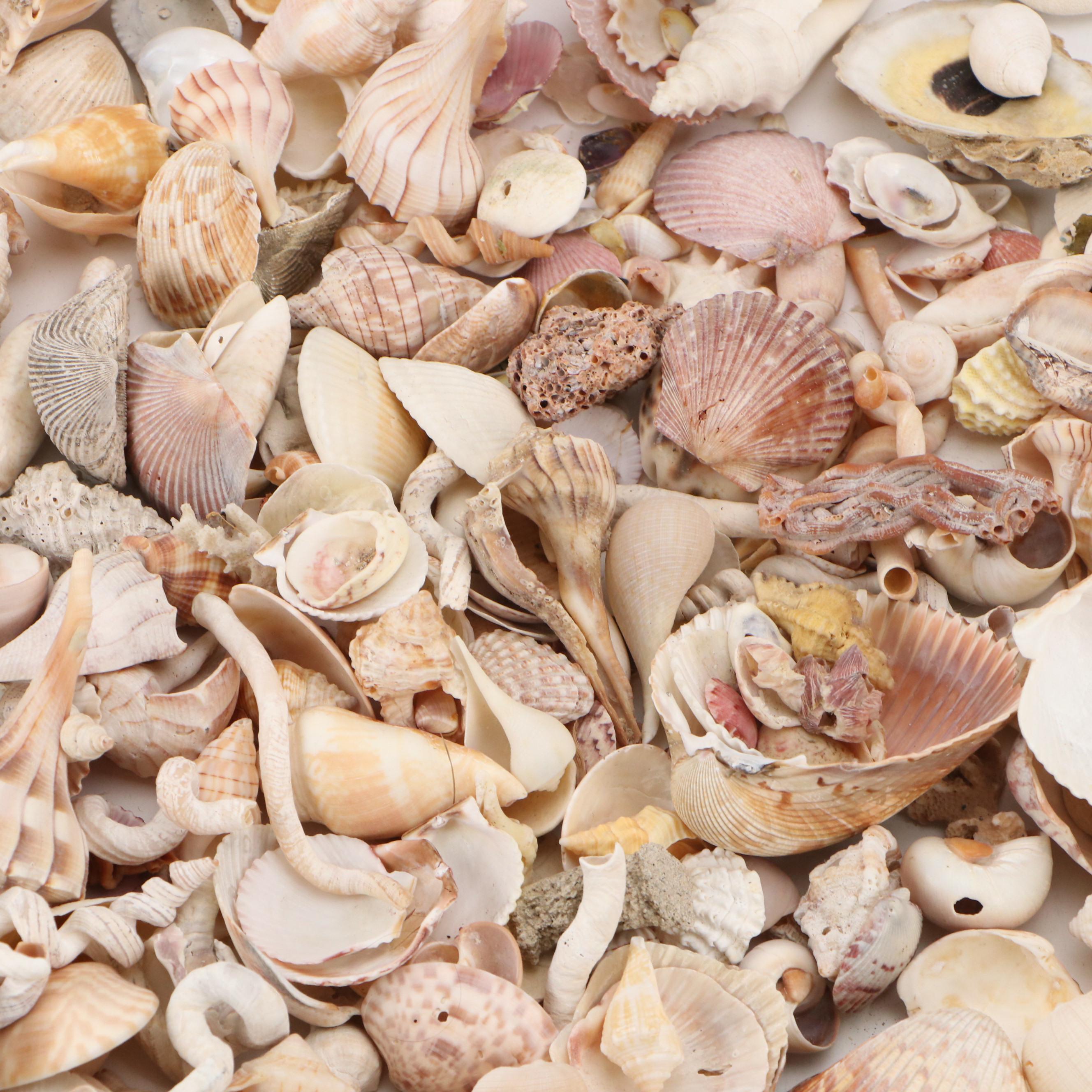 Fossil Coral, Calcerous Worm Tubes, Knobbed Whelks, Giant Clam Shell & More