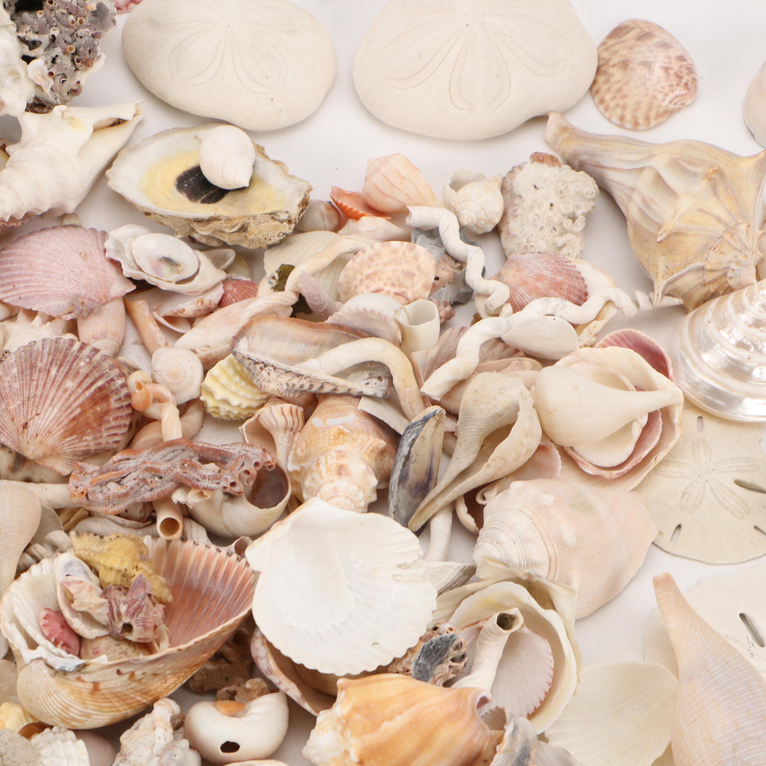 Fossil Coral, Calcerous Worm Tubes, Knobbed Whelks, Giant Clam Shell & More