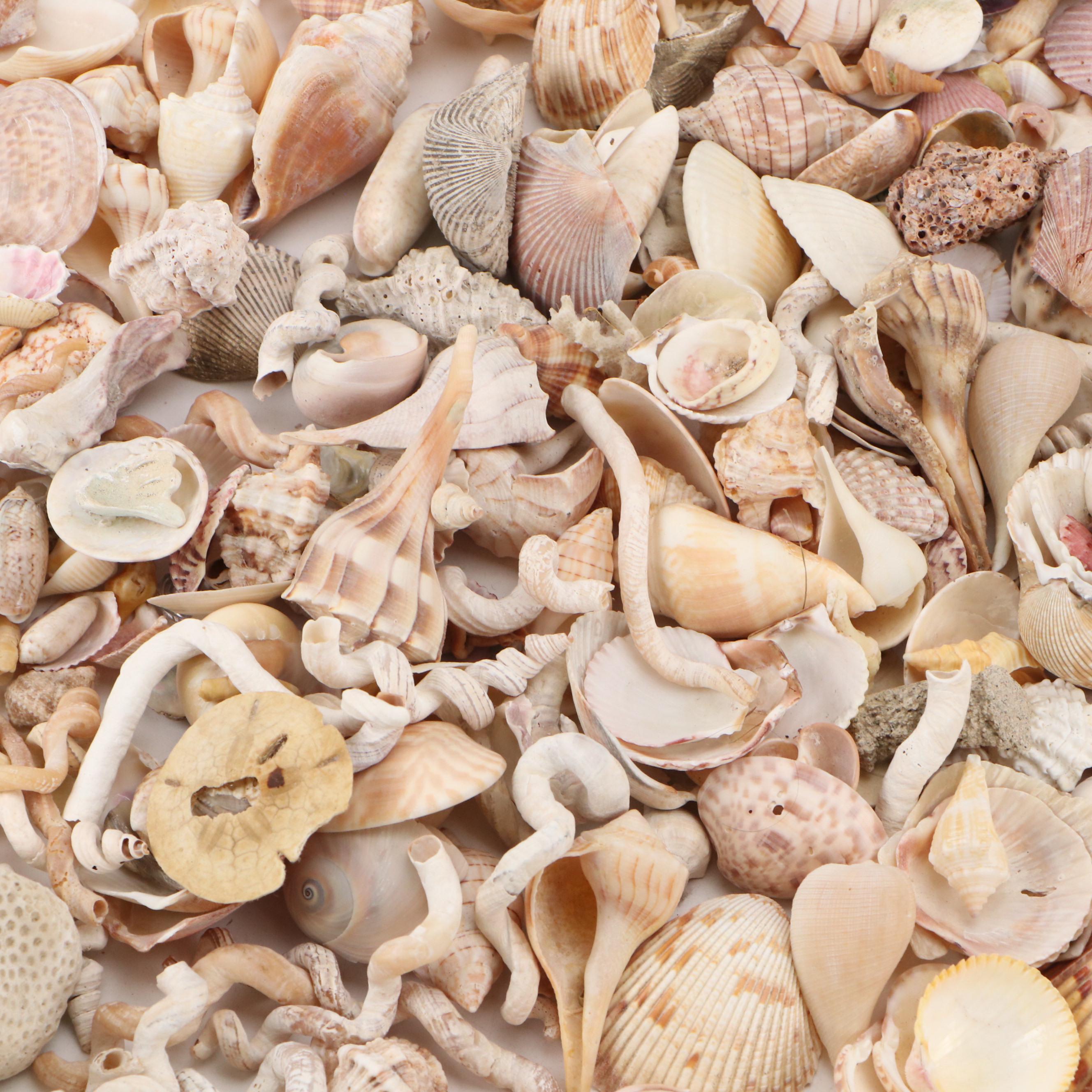 Fossil Coral, Calcerous Worm Tubes, Knobbed Whelks, Giant Clam Shell & More