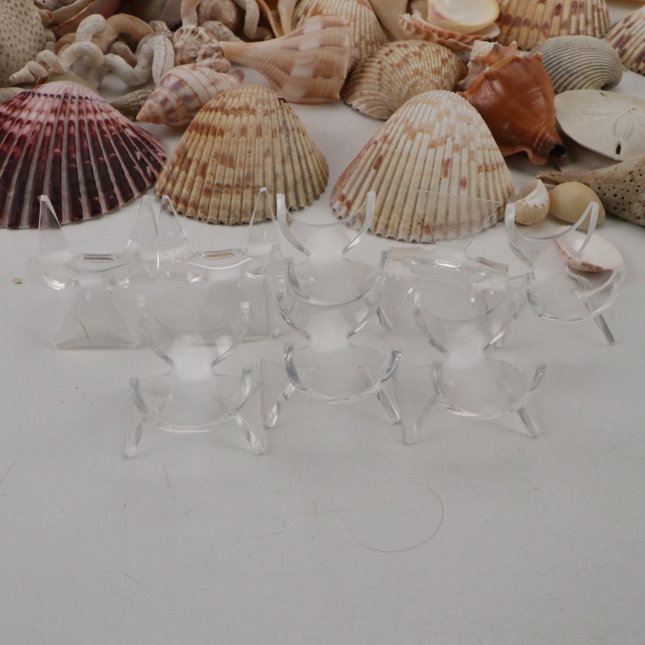 Fossil Coral, Calcerous Worm Tubes, Knobbed Whelks, Giant Clam Shell & More