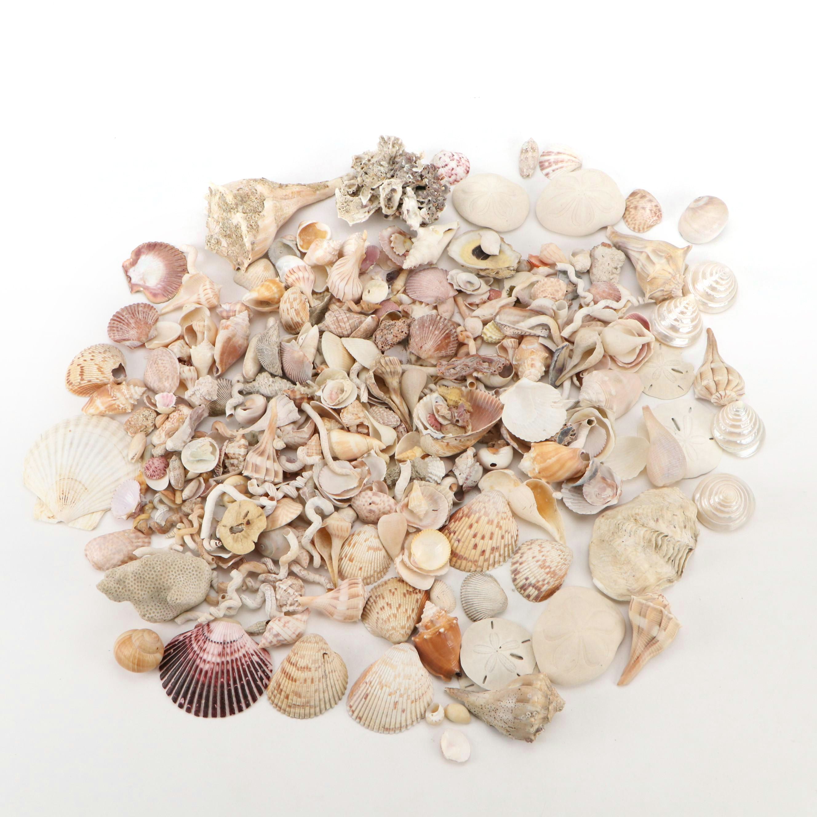Fossil Coral, Calcerous Worm Tubes, Knobbed Whelks, Giant Clam Shell & More