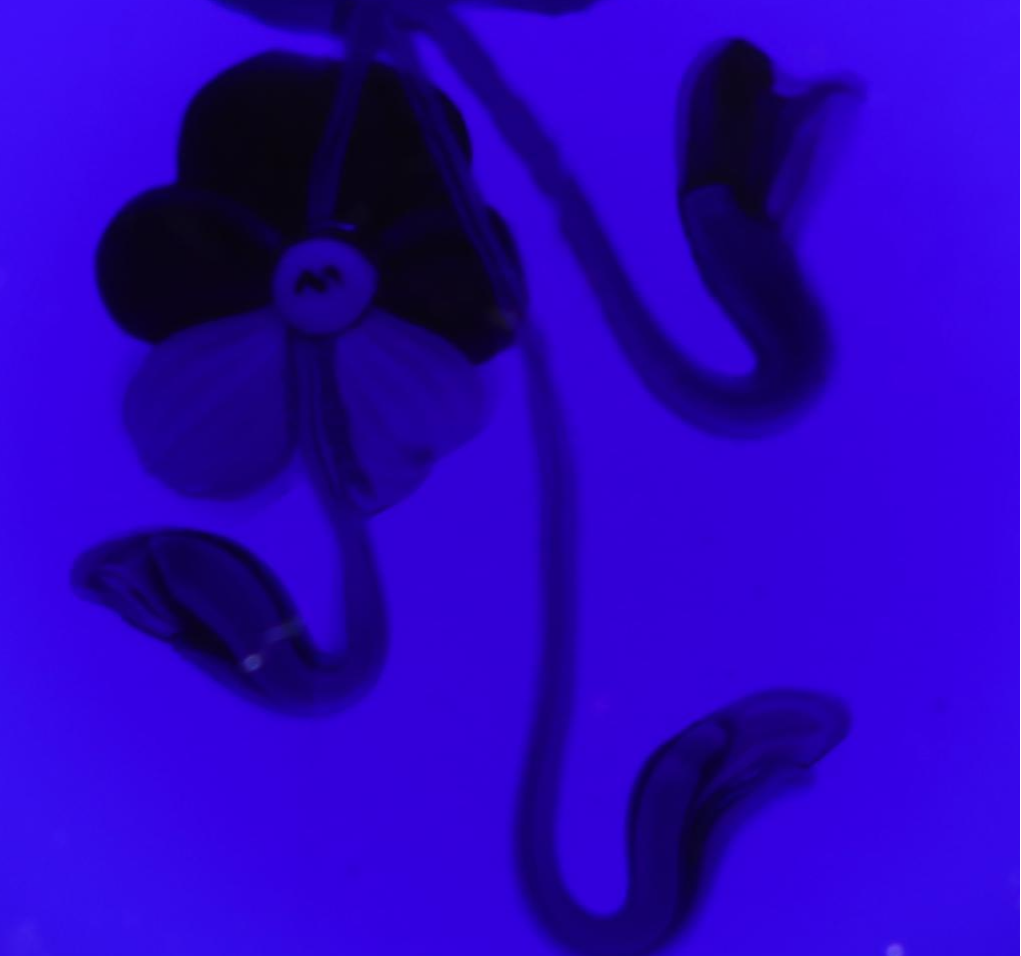 Francis Whittemore Handcrafted Floral and Bird Studio Art Glass Paperweights