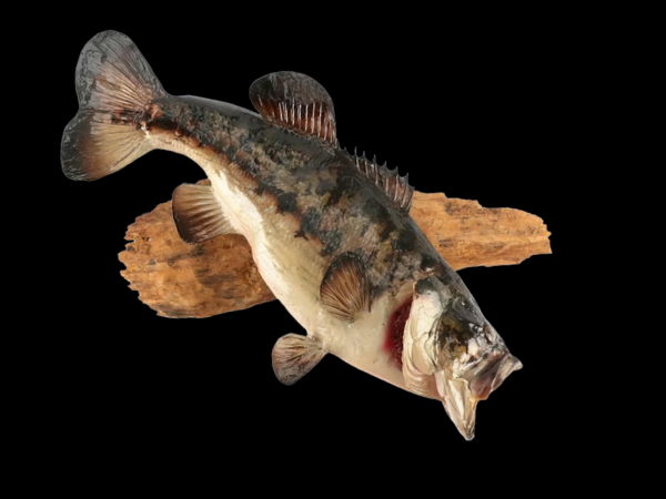 Sports Memorabilia, Toys, Ephemera & Collectibles