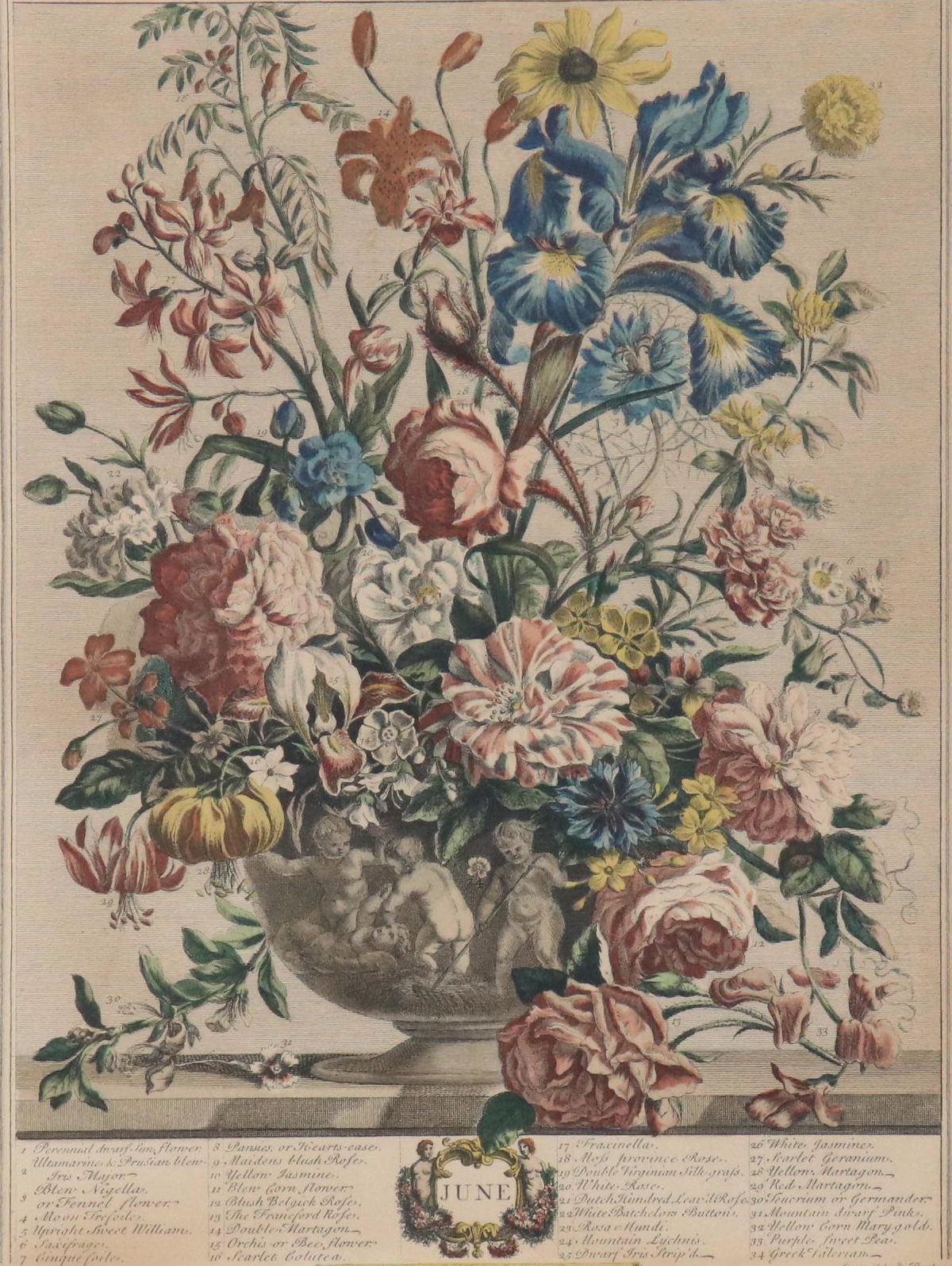 Botanical Hand-Colored Collotype After Robert Furber "June"