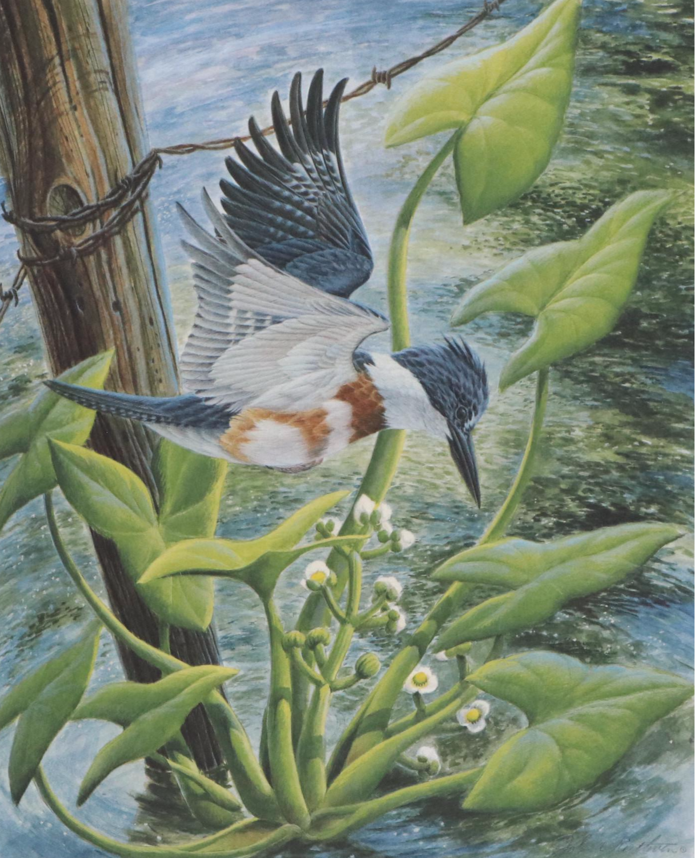 John Ruthven Offset Lithograph "Belted Kingfisher," 1988