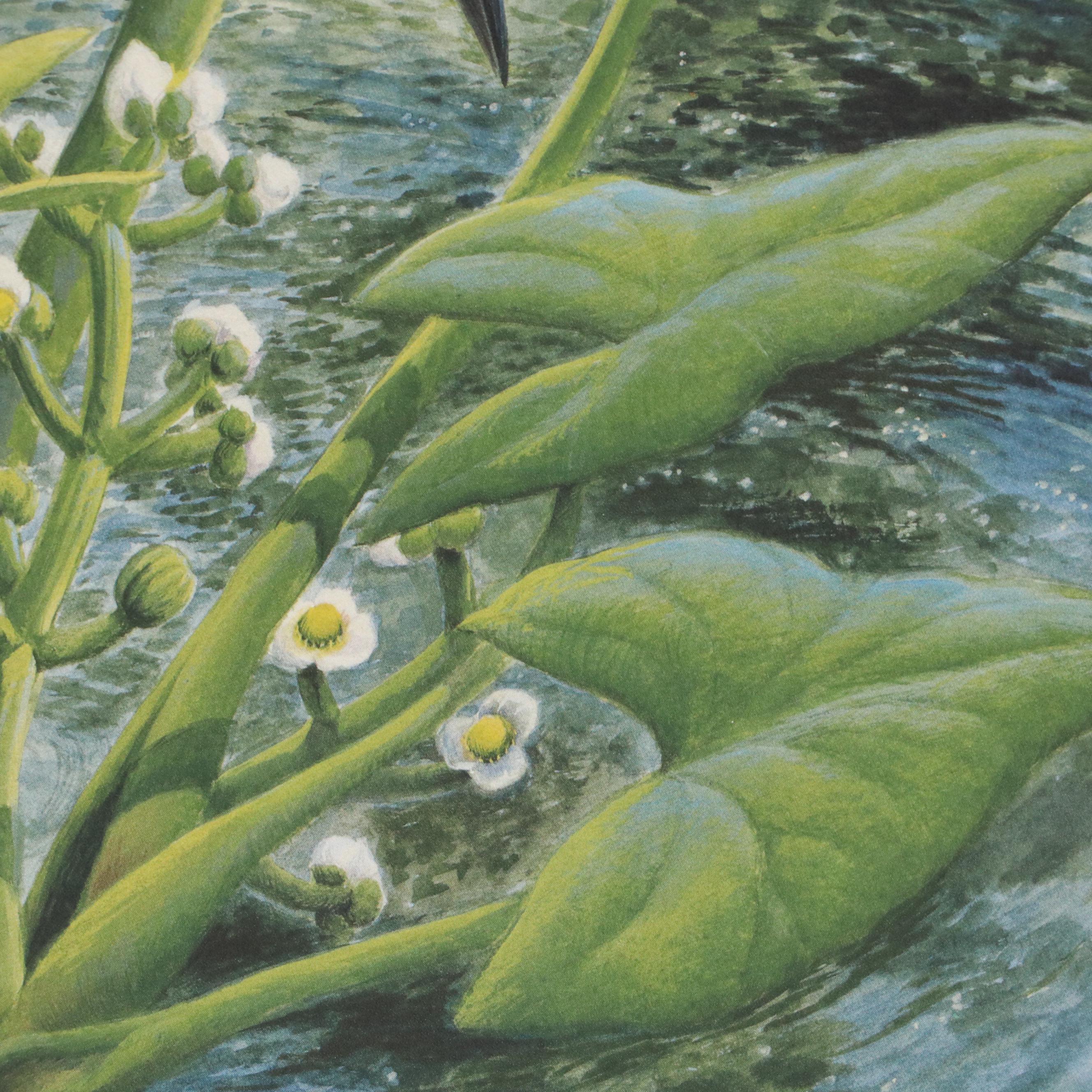 John Ruthven Offset Lithograph "Belted Kingfisher," 1988