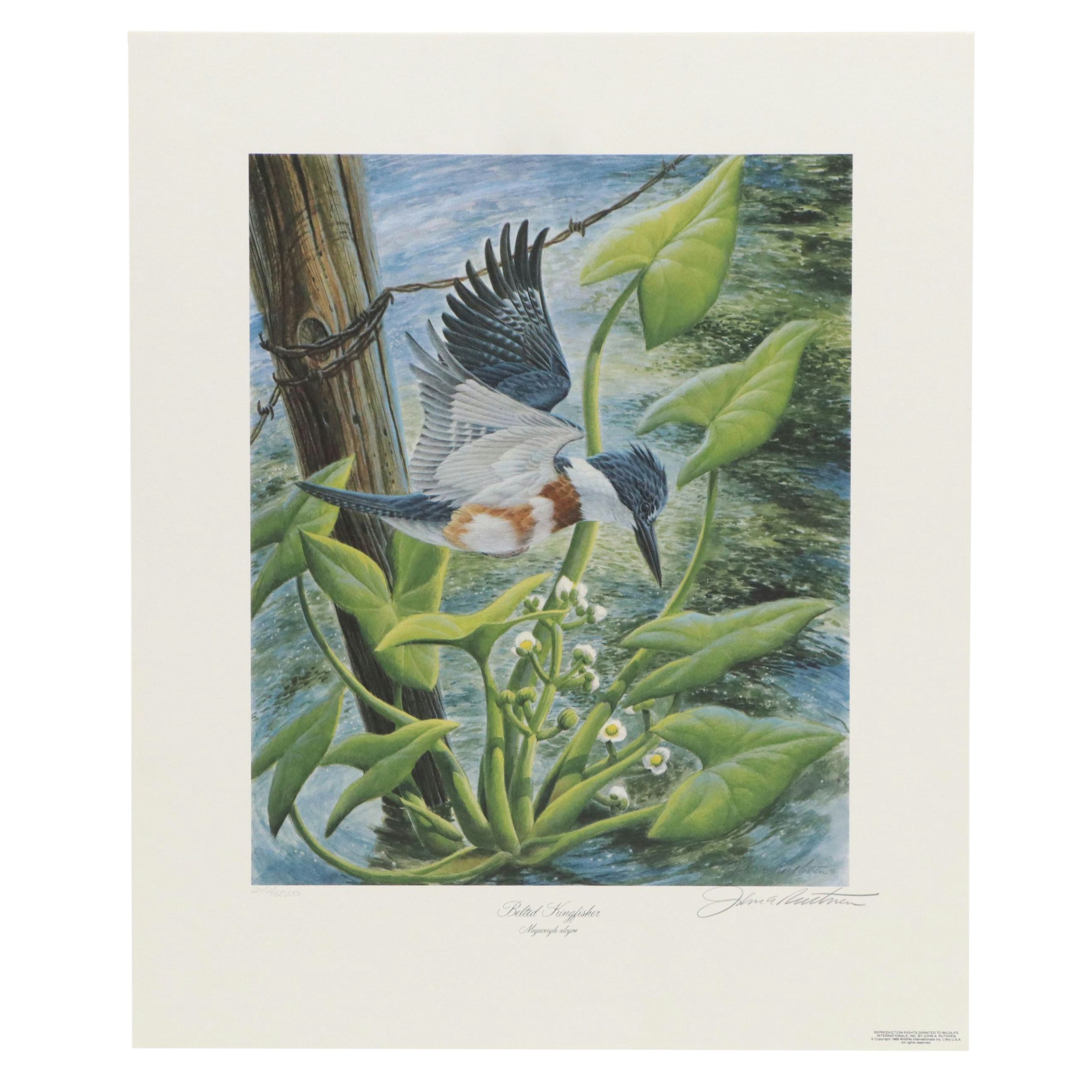 John Ruthven Offset Lithograph "Belted Kingfisher," 1988
