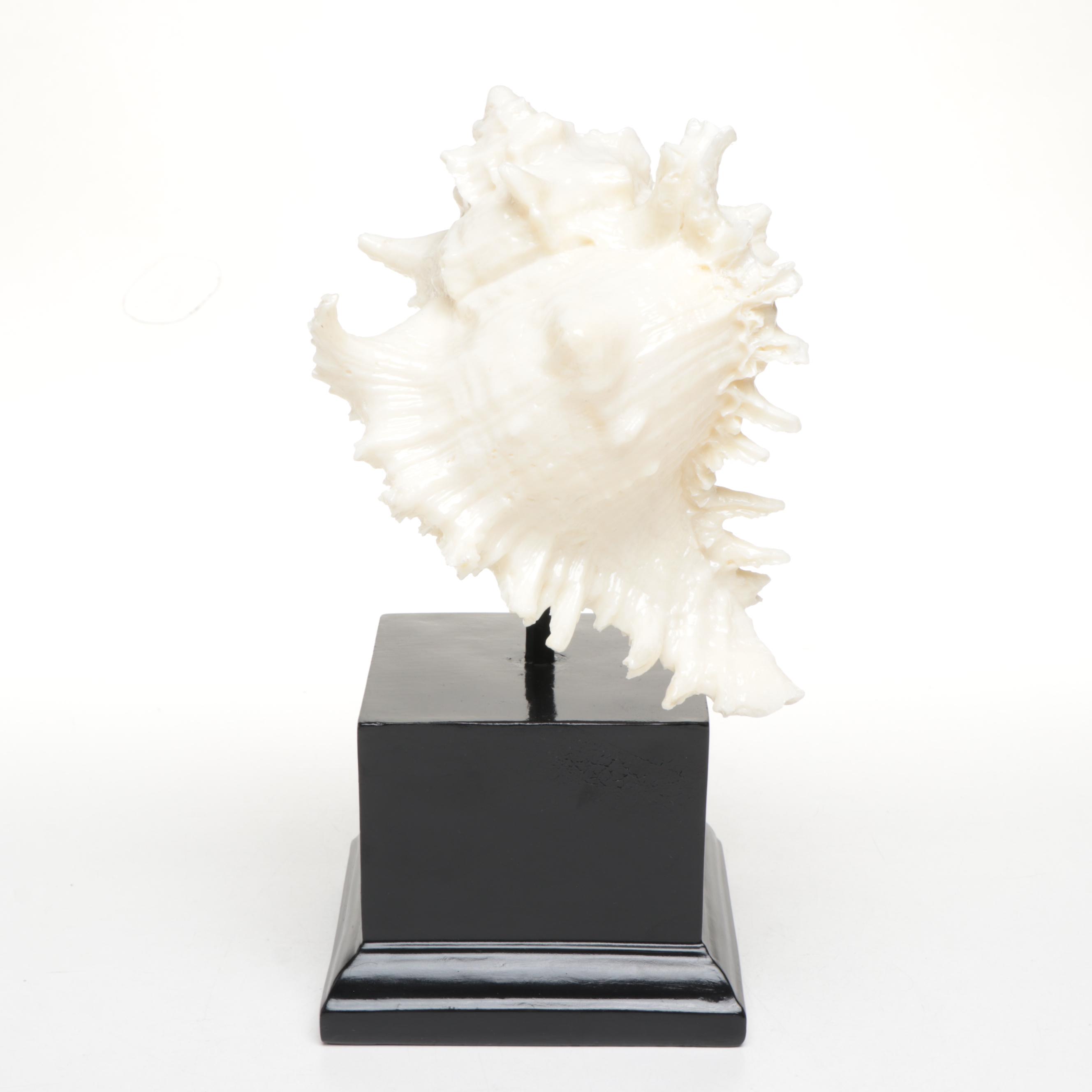 Resin Chicoreus Ramosus and Other Seashell Figurines