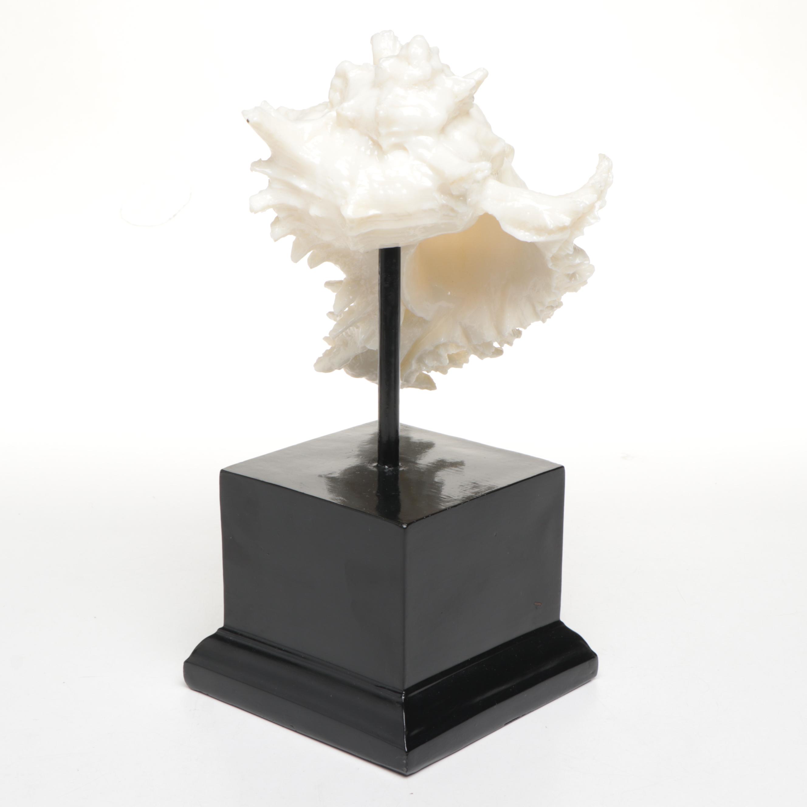 Resin Chicoreus Ramosus and Other Seashell Figurines