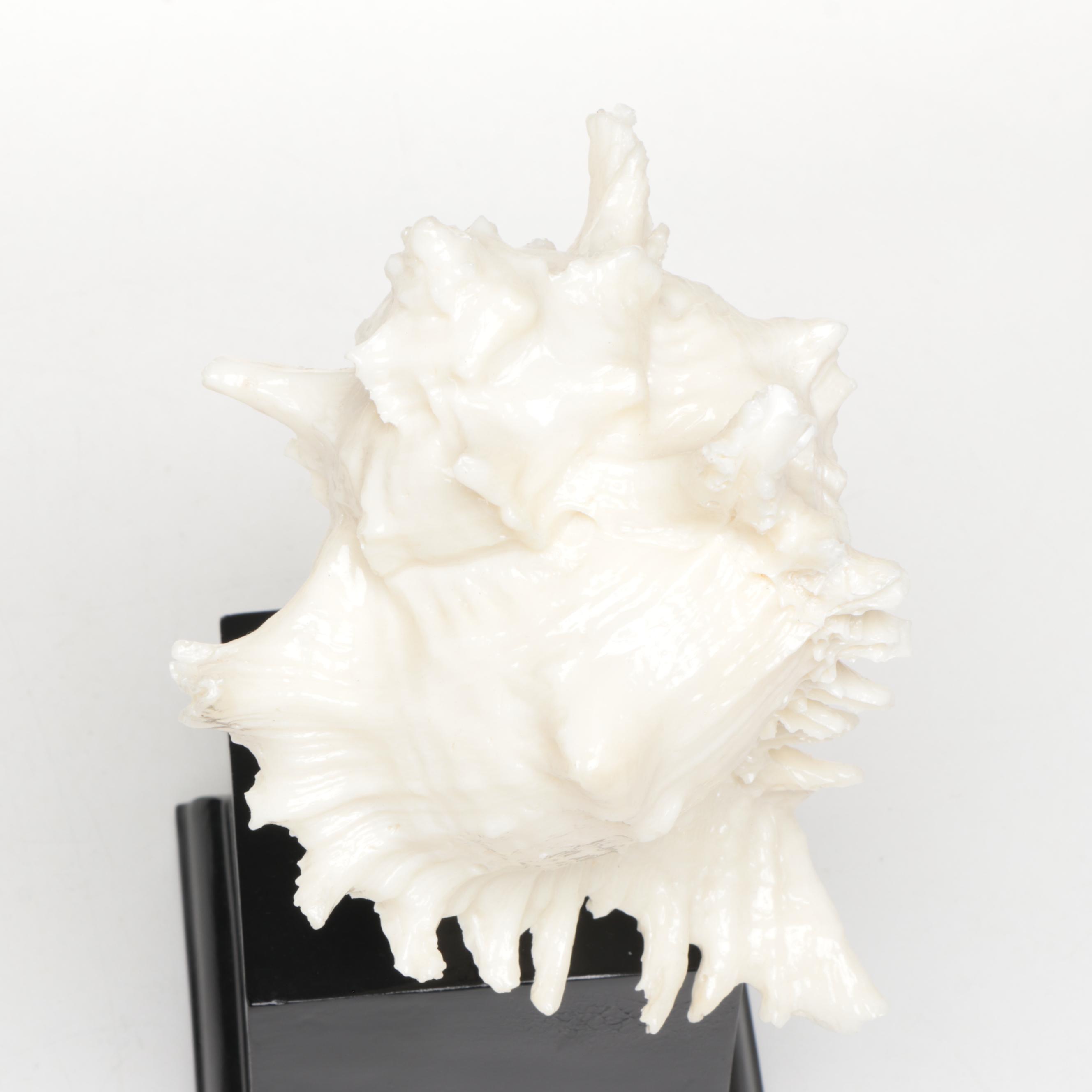 Resin Chicoreus Ramosus and Other Seashell Figurines