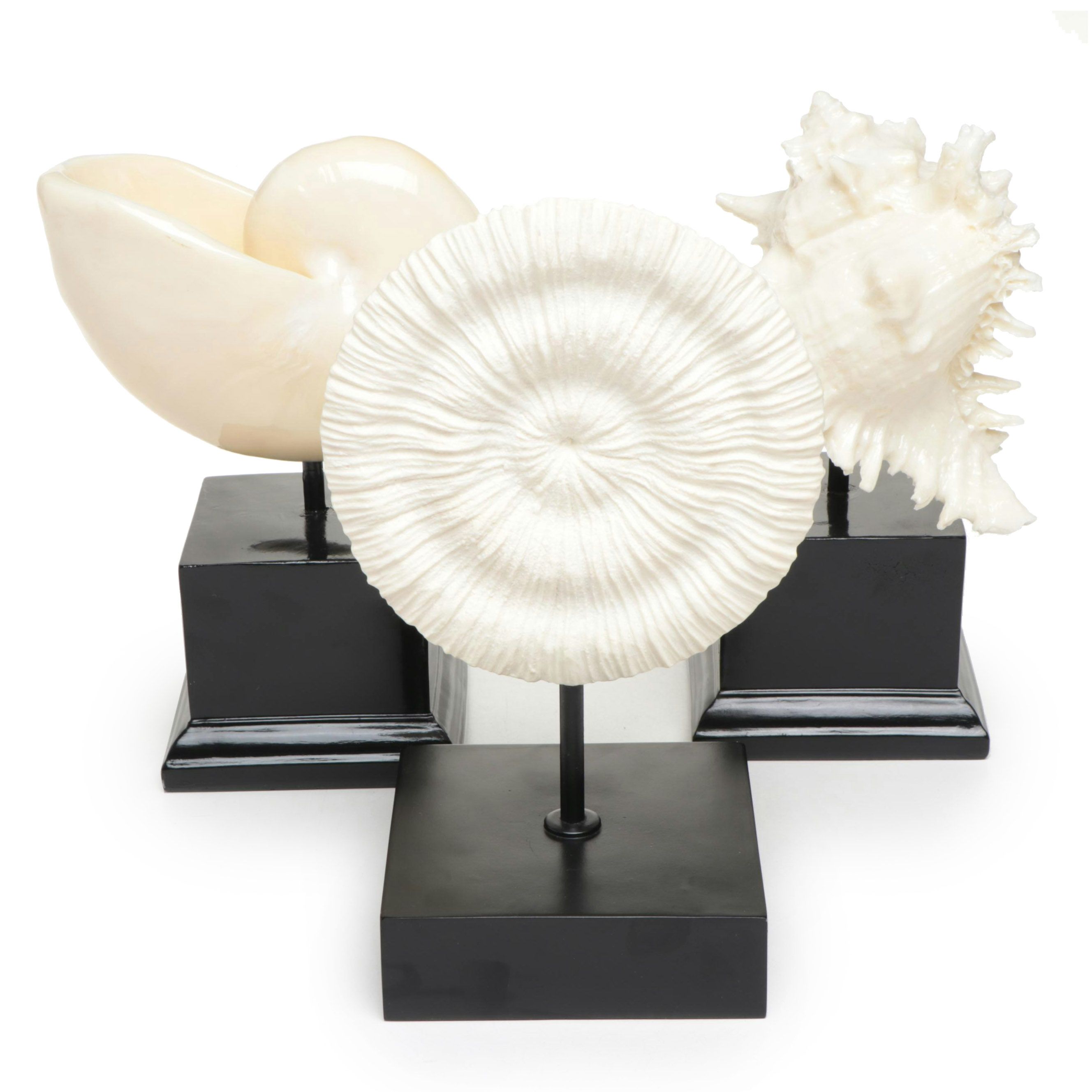 Resin Chicoreus Ramosus and Other Seashell Figurines
