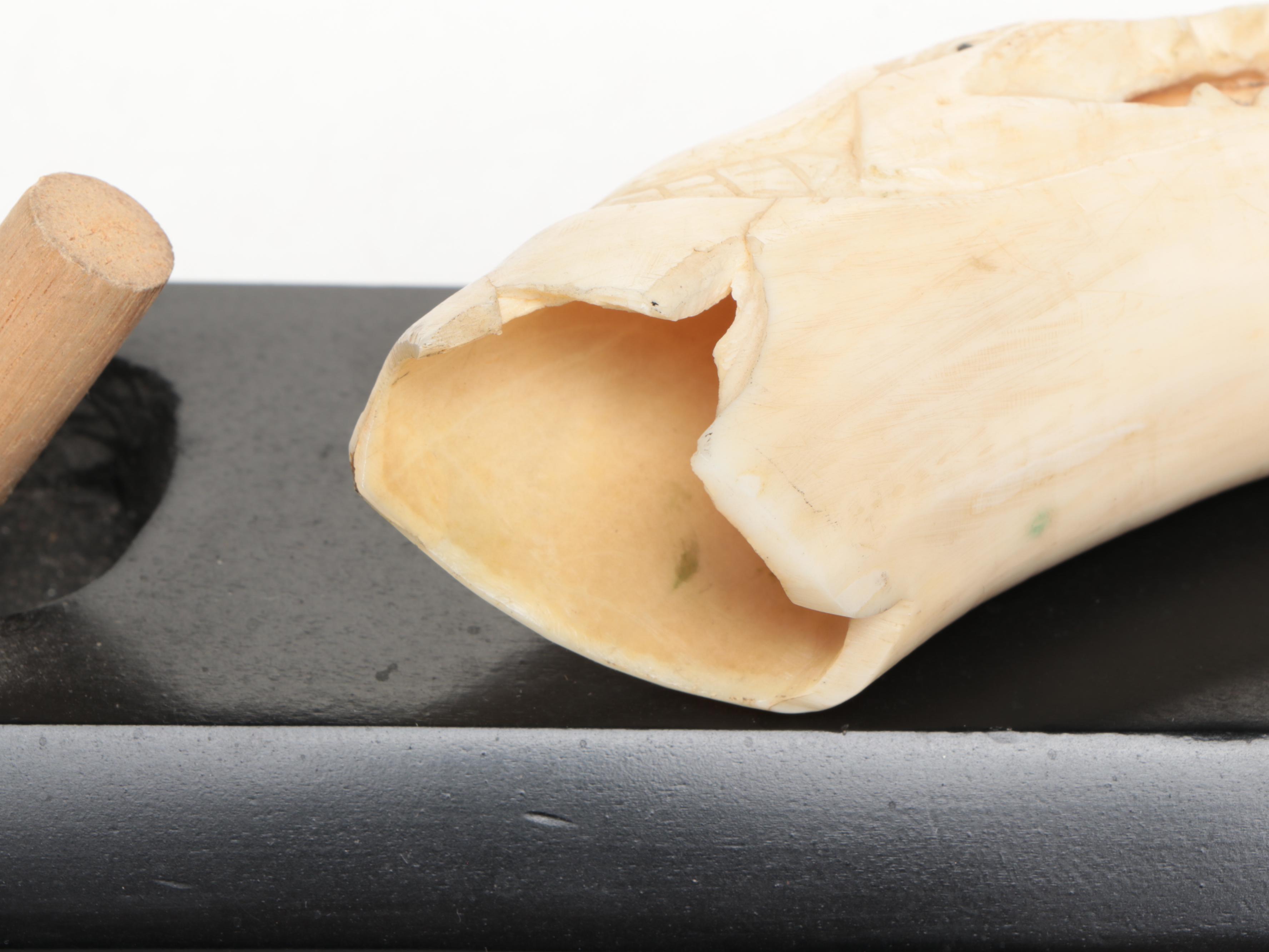 Carved Hippo Tusk