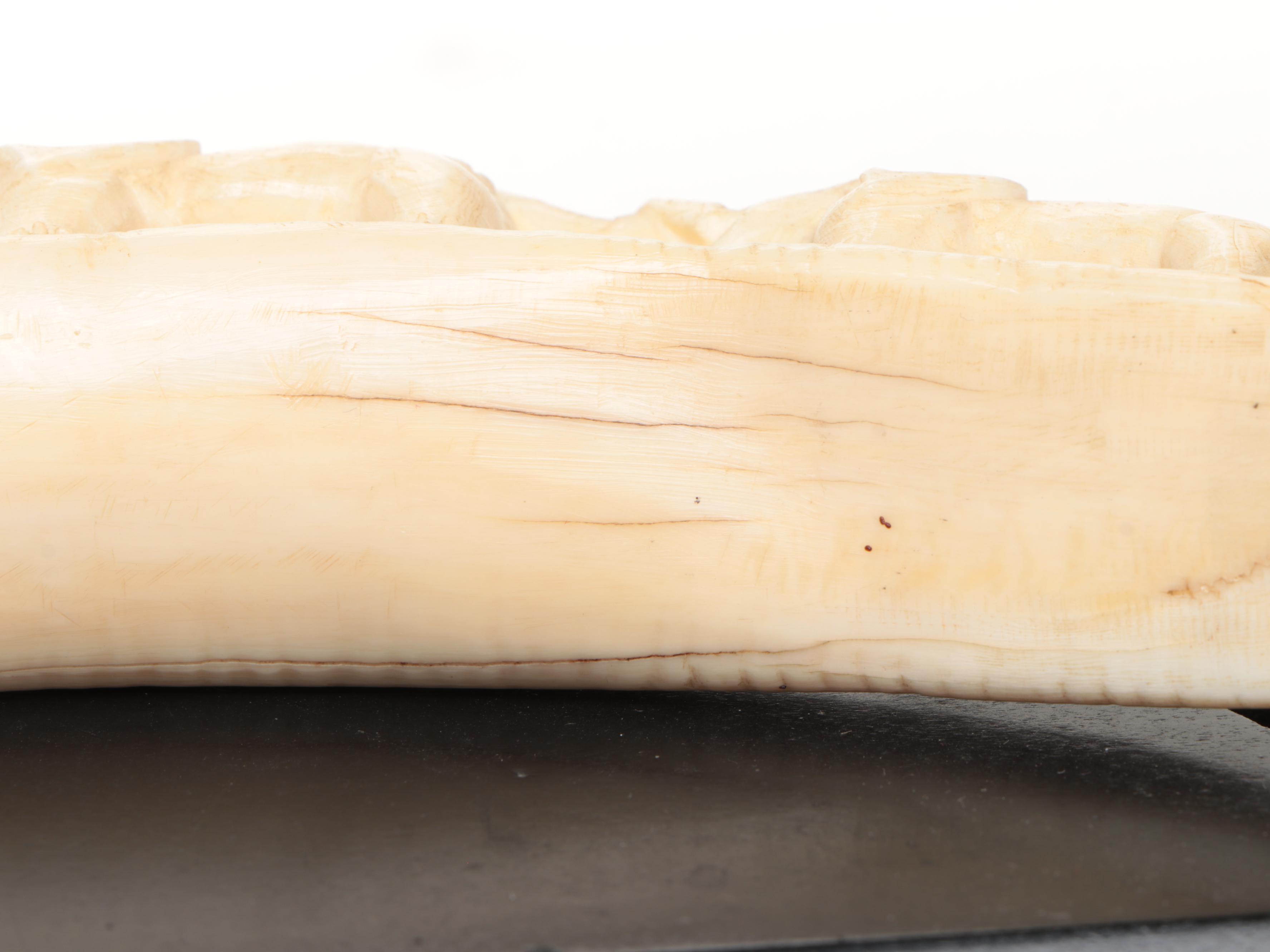 Carved Hippo Tusk