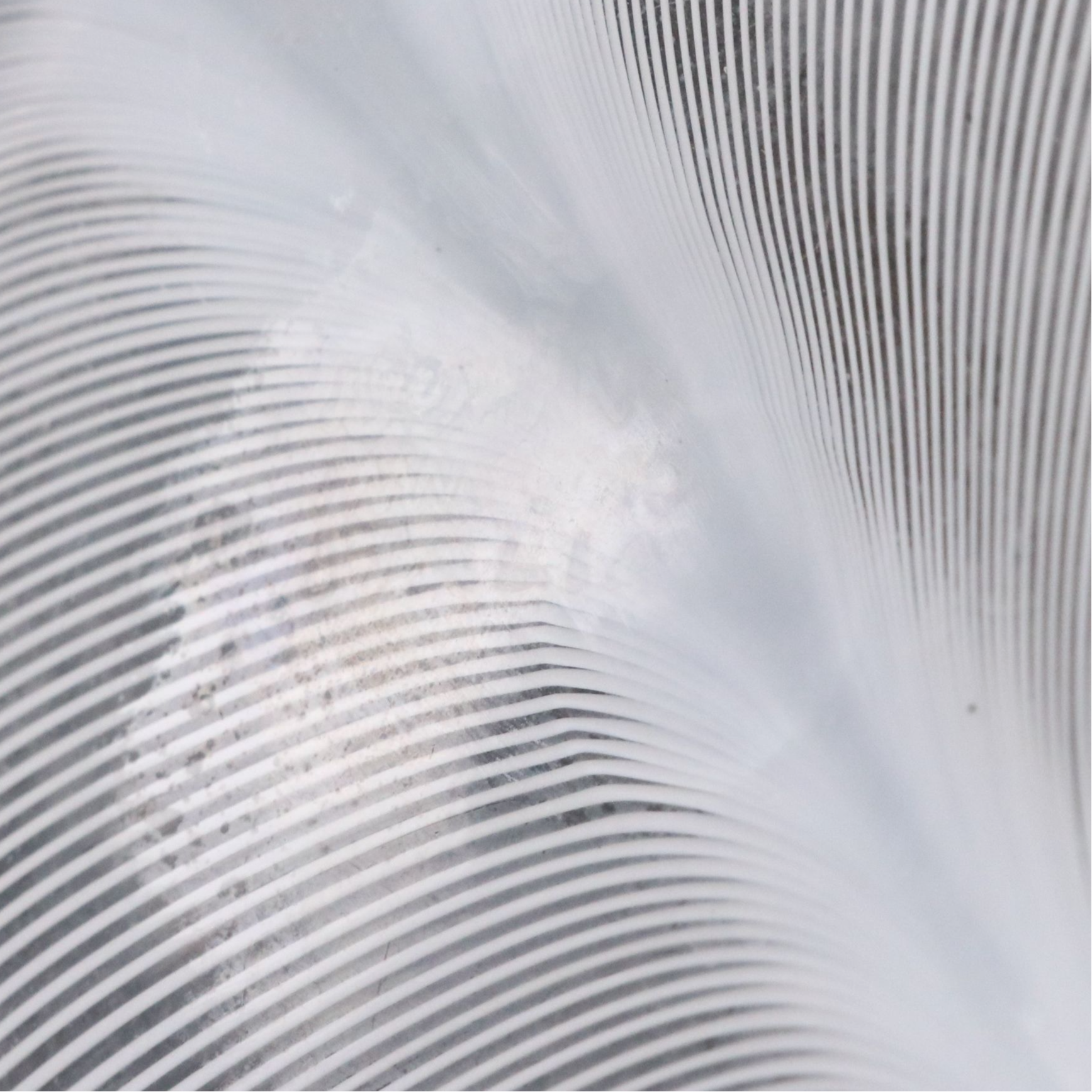 Tyra Lundgren for Venini Murano Glass Filigrana Lattimo Leaf Form Bowl