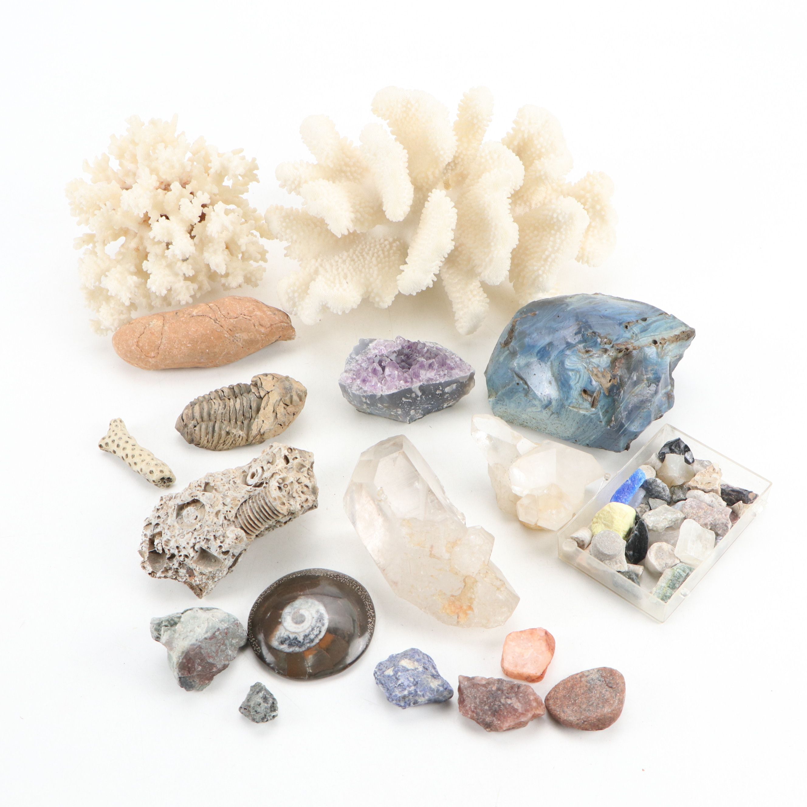 Fossil Stony Corals, Crinoid Stems with Sodalite, Quartz, Petrified Wood, More
