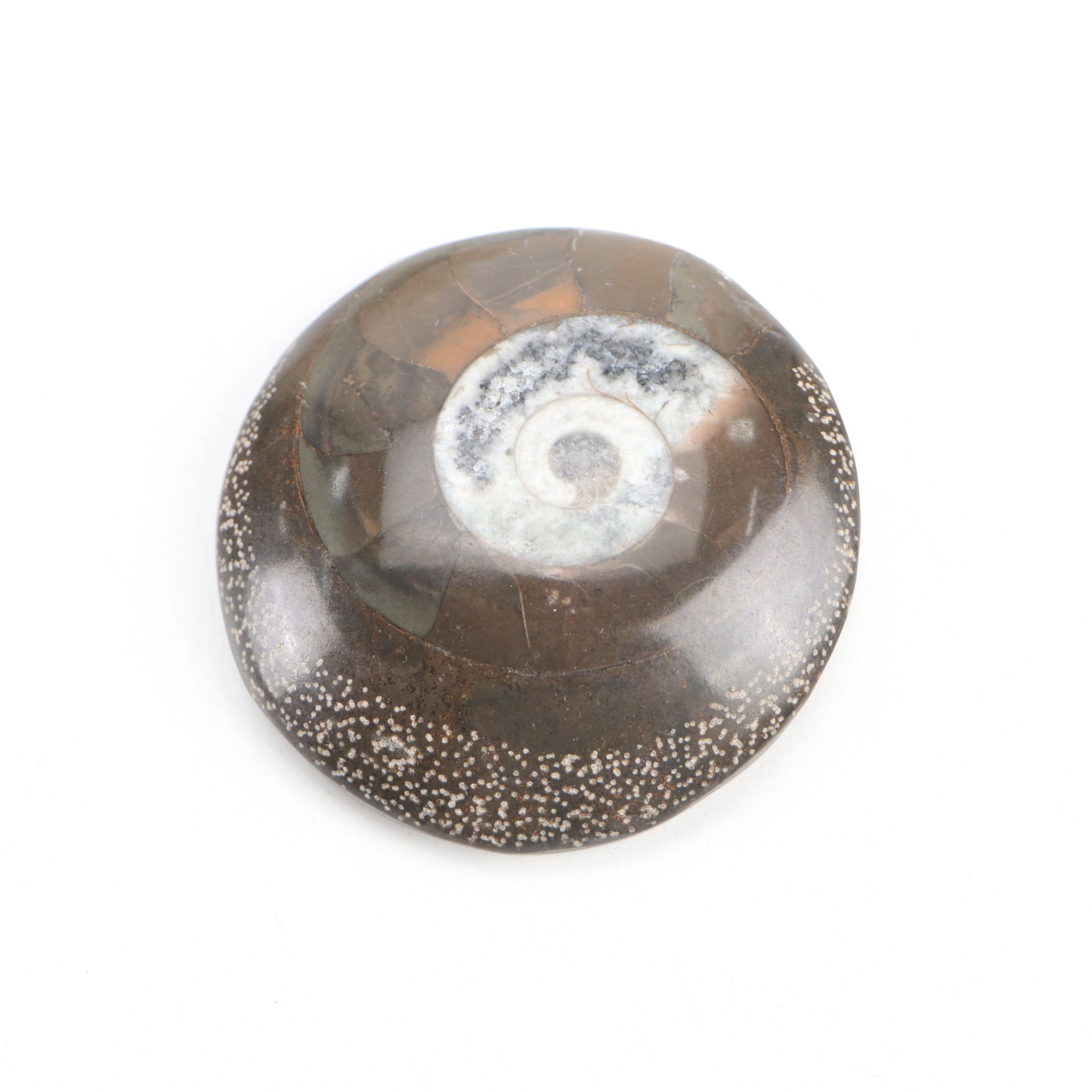 Fossil Stony Corals, Crinoid Stems with Sodalite, Quartz, Petrified Wood, More