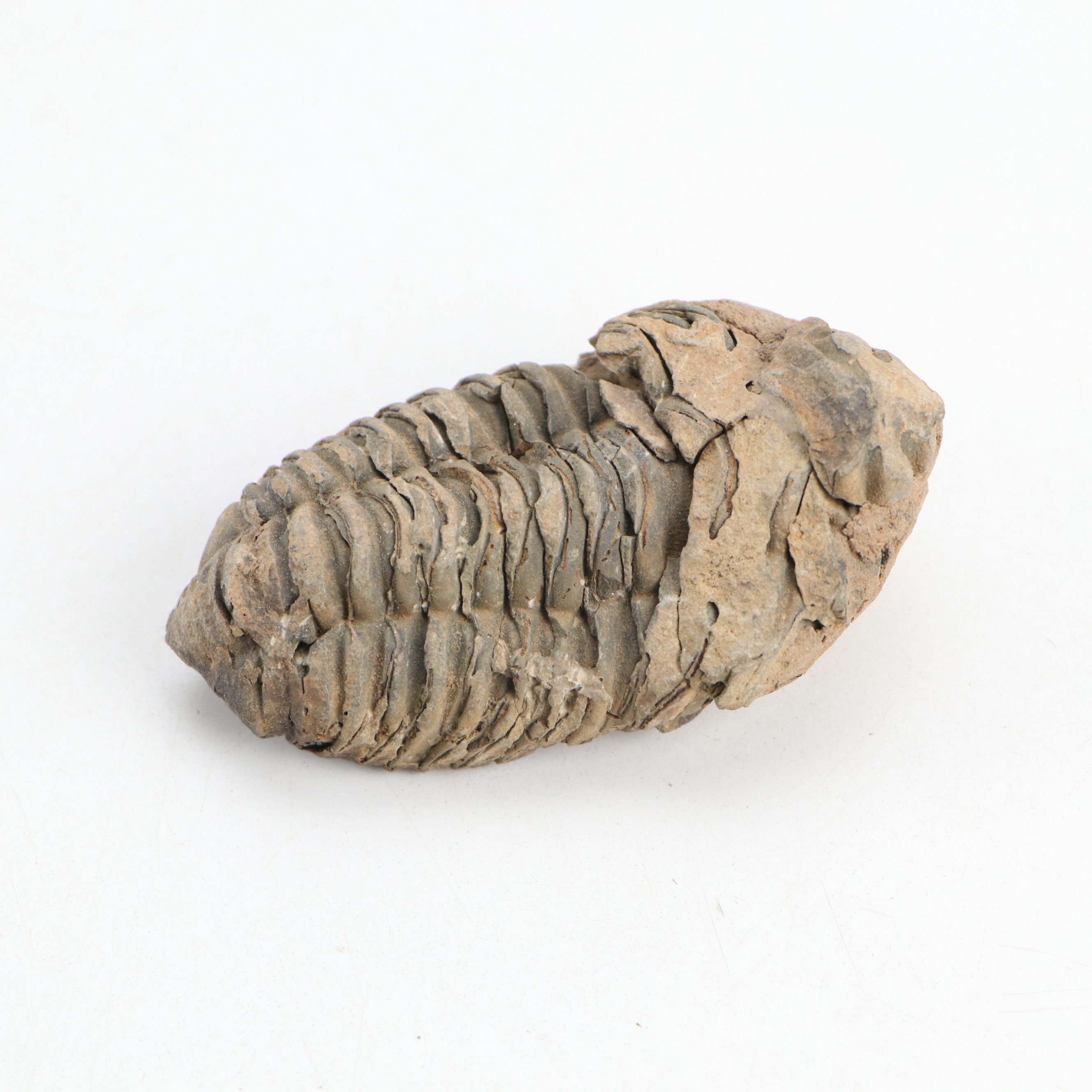 Fossil Stony Corals, Crinoid Stems with Sodalite, Quartz, Petrified Wood, More