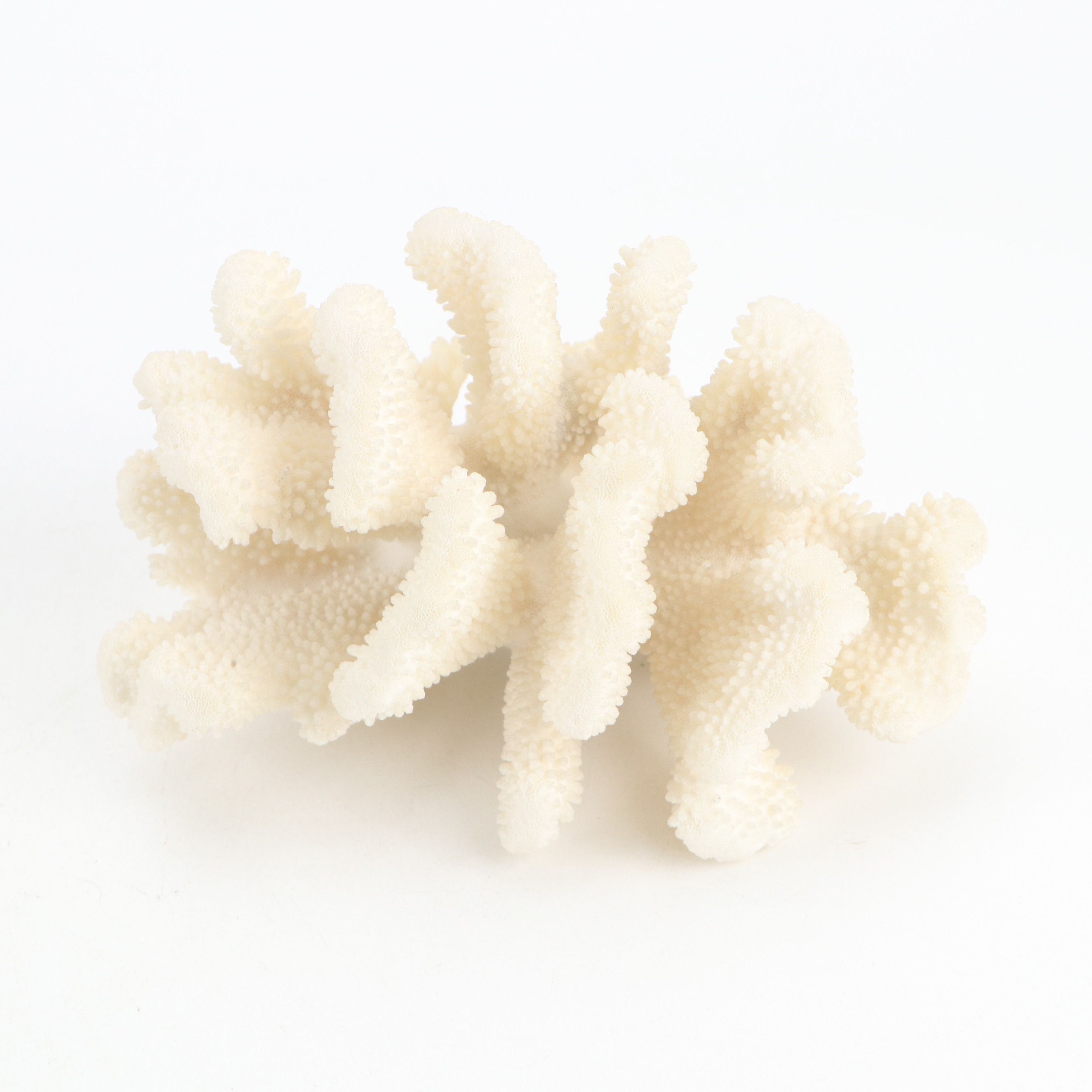 Fossil Stony Corals, Crinoid Stems with Sodalite, Quartz, Petrified Wood, More