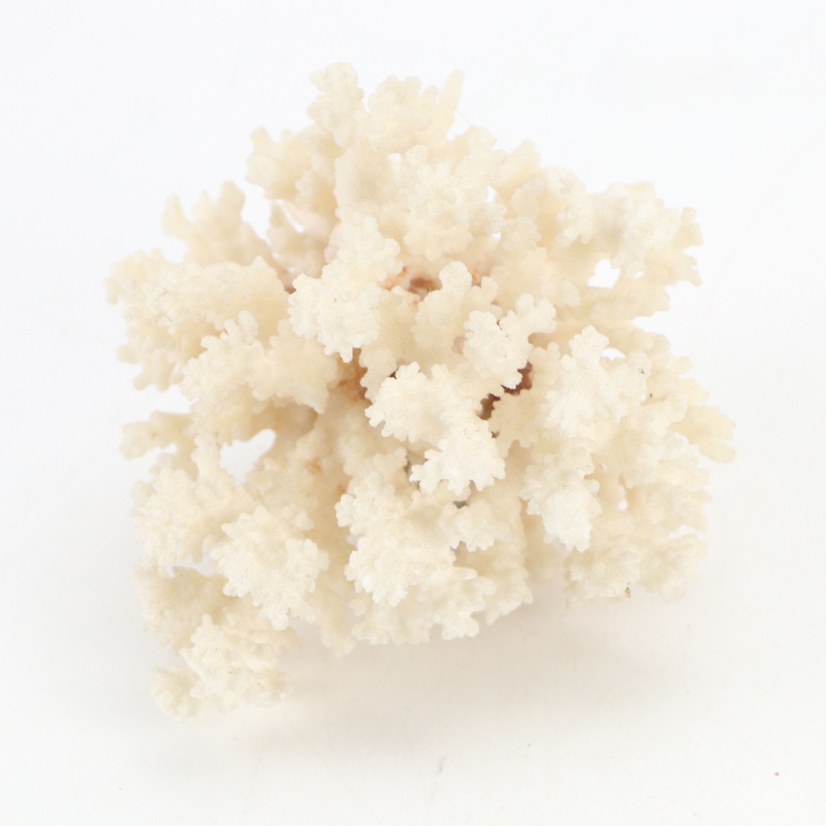 Fossil Stony Corals, Crinoid Stems with Sodalite, Quartz, Petrified Wood, More