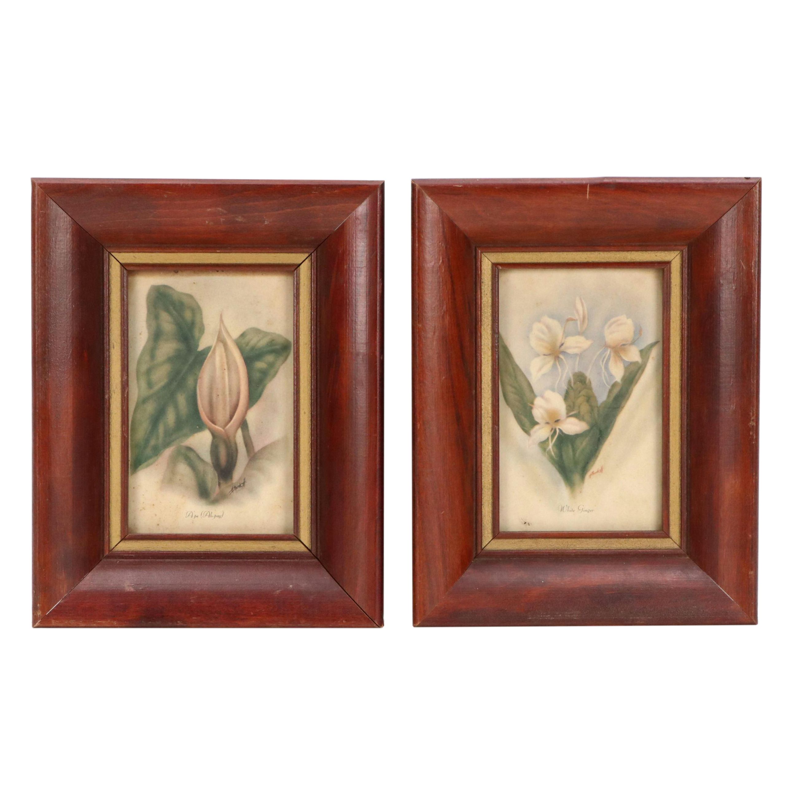Botanical Offset Lithographs After T. J. Mundorff Including "White Ginger"
