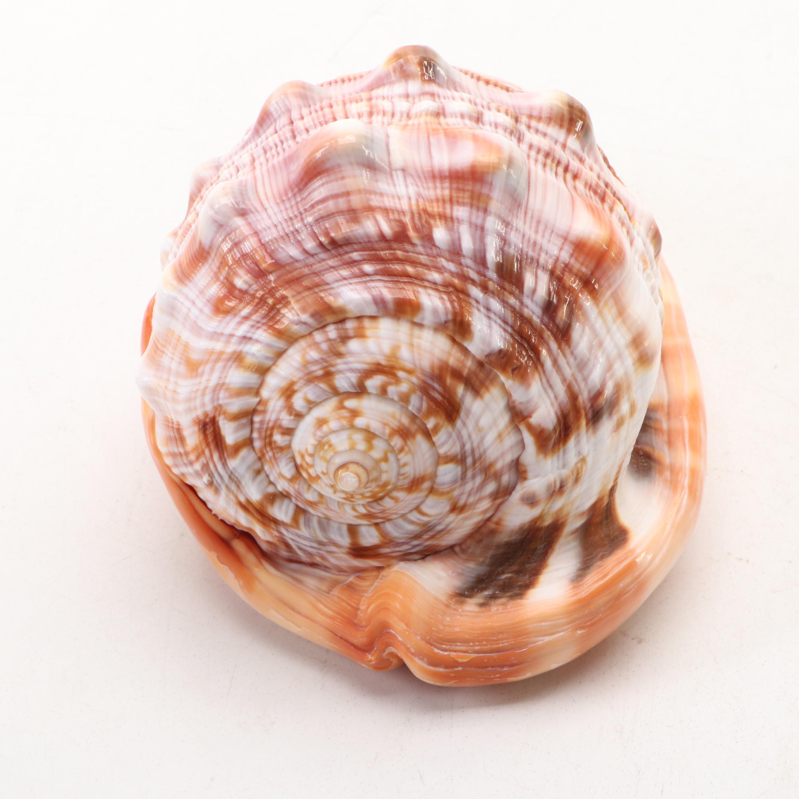 Italian Hand-Carved Cameo Helmet Bullmouth Shell