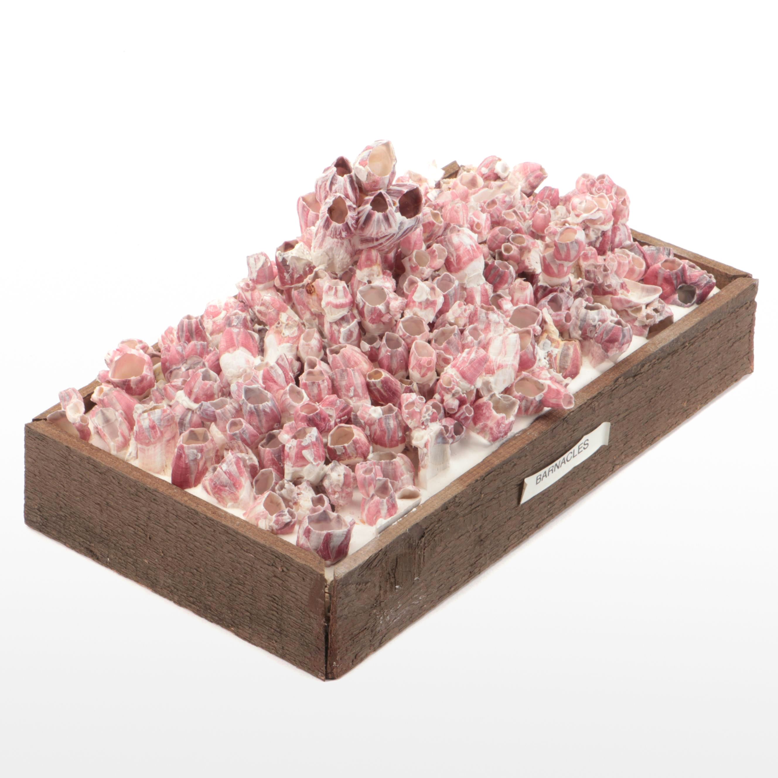 Purple Barnacle Cluster with Wood Display