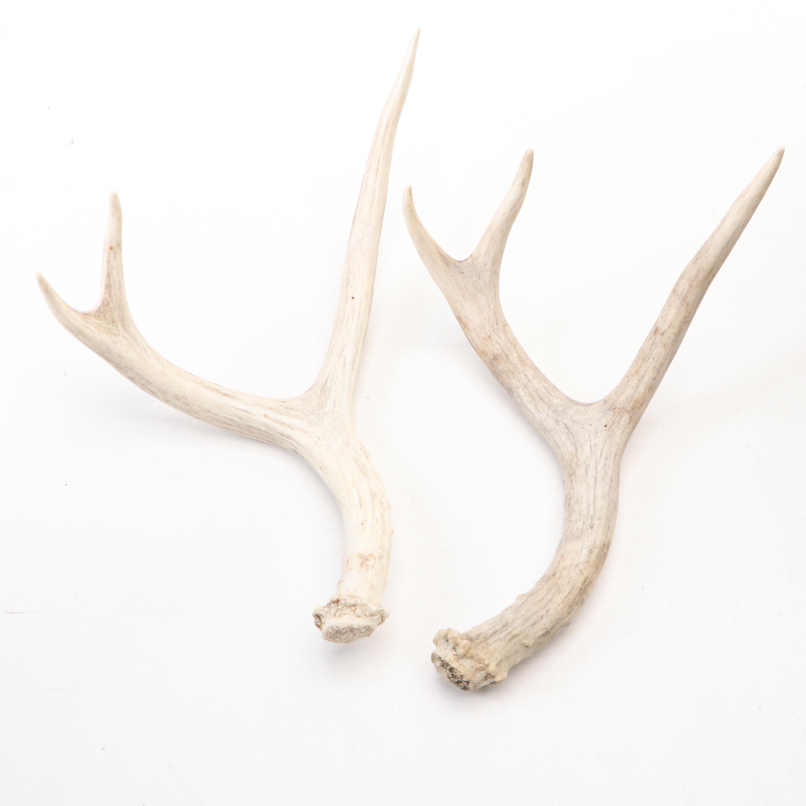 Artificial Plants, Rabbit Figurine in Cloche, Antler Sheds and Arhaus Tray