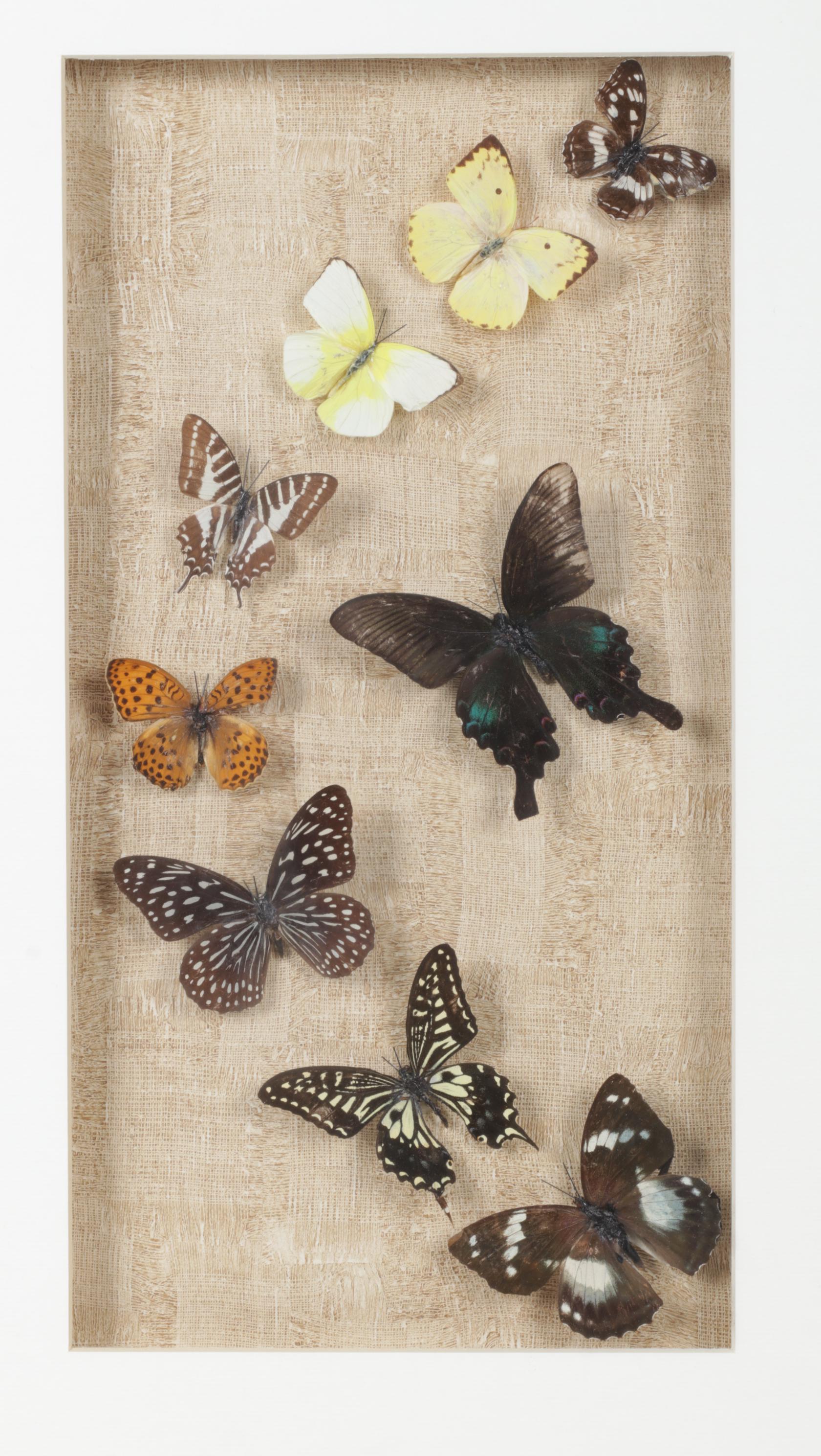 Framed Emperor, Dark Blue Tiger & Other Butterfly Specimens