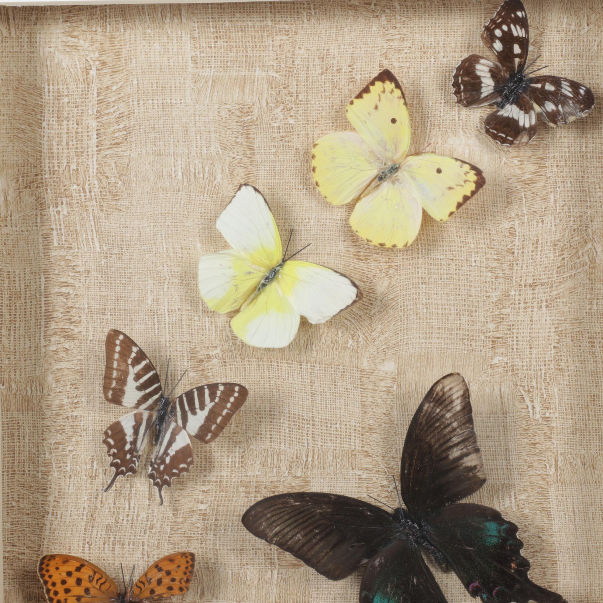 Framed Emperor, Dark Blue Tiger & Other Butterfly Specimens