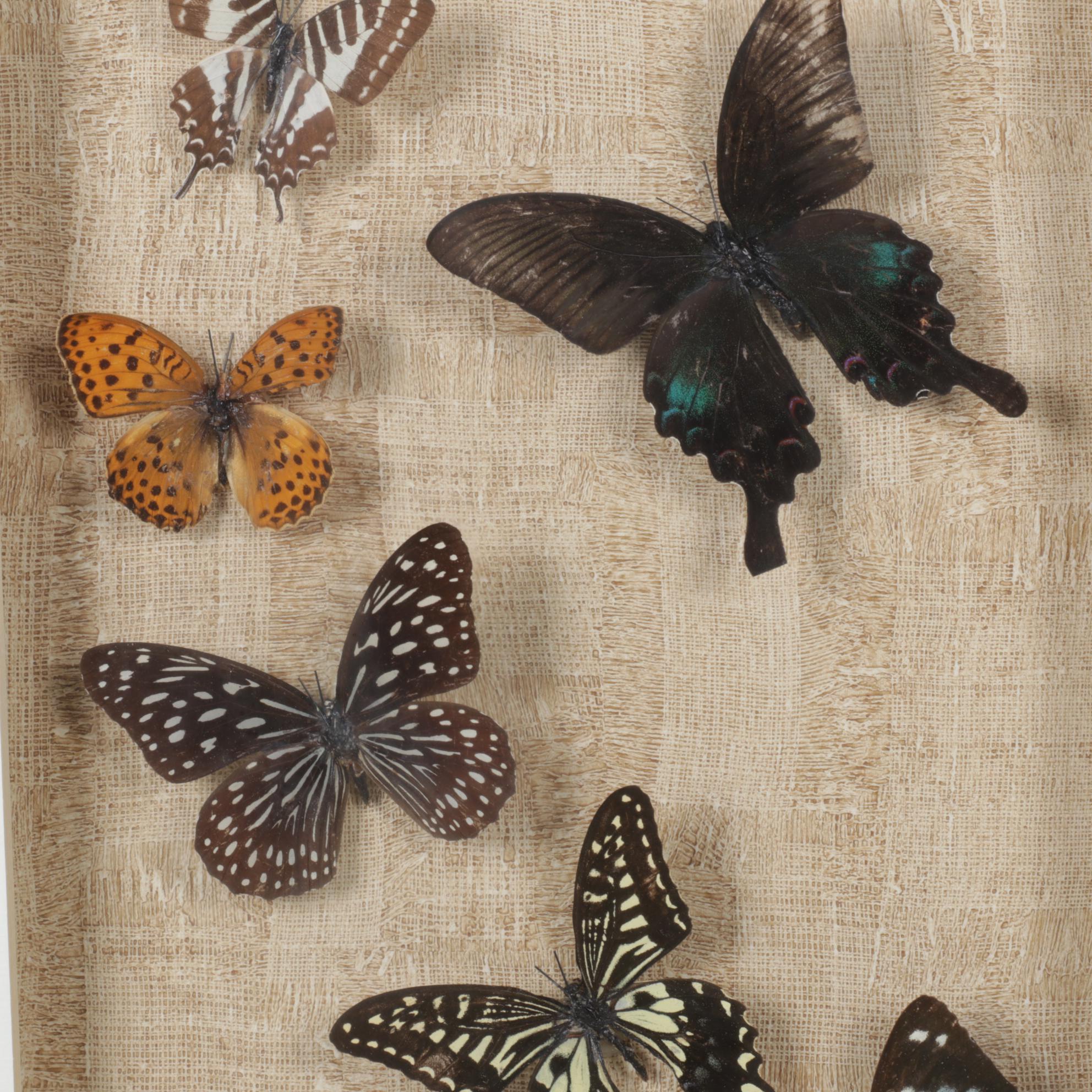 Framed Emperor, Dark Blue Tiger & Other Butterfly Specimens