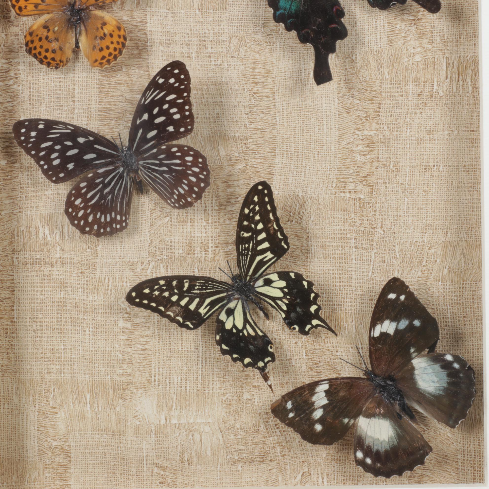 Framed Emperor, Dark Blue Tiger & Other Butterfly Specimens
