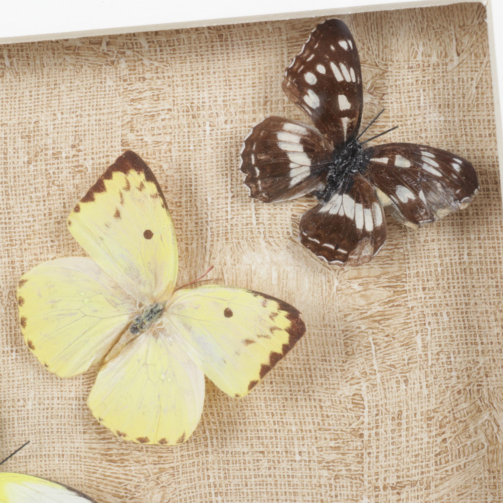 Framed Emperor, Dark Blue Tiger & Other Butterfly Specimens