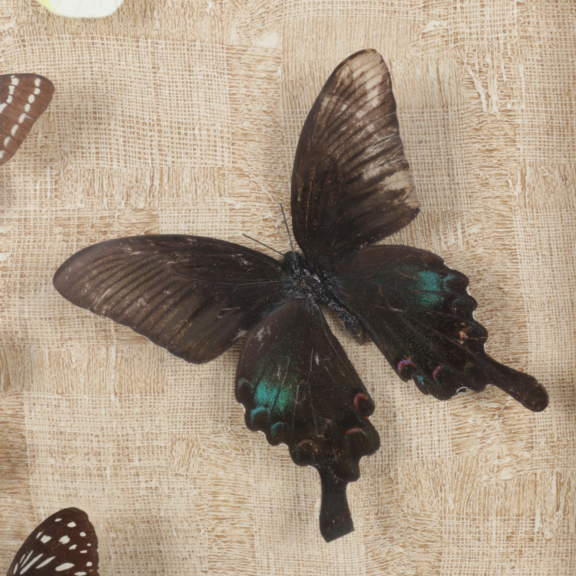 Framed Emperor, Dark Blue Tiger & Other Butterfly Specimens