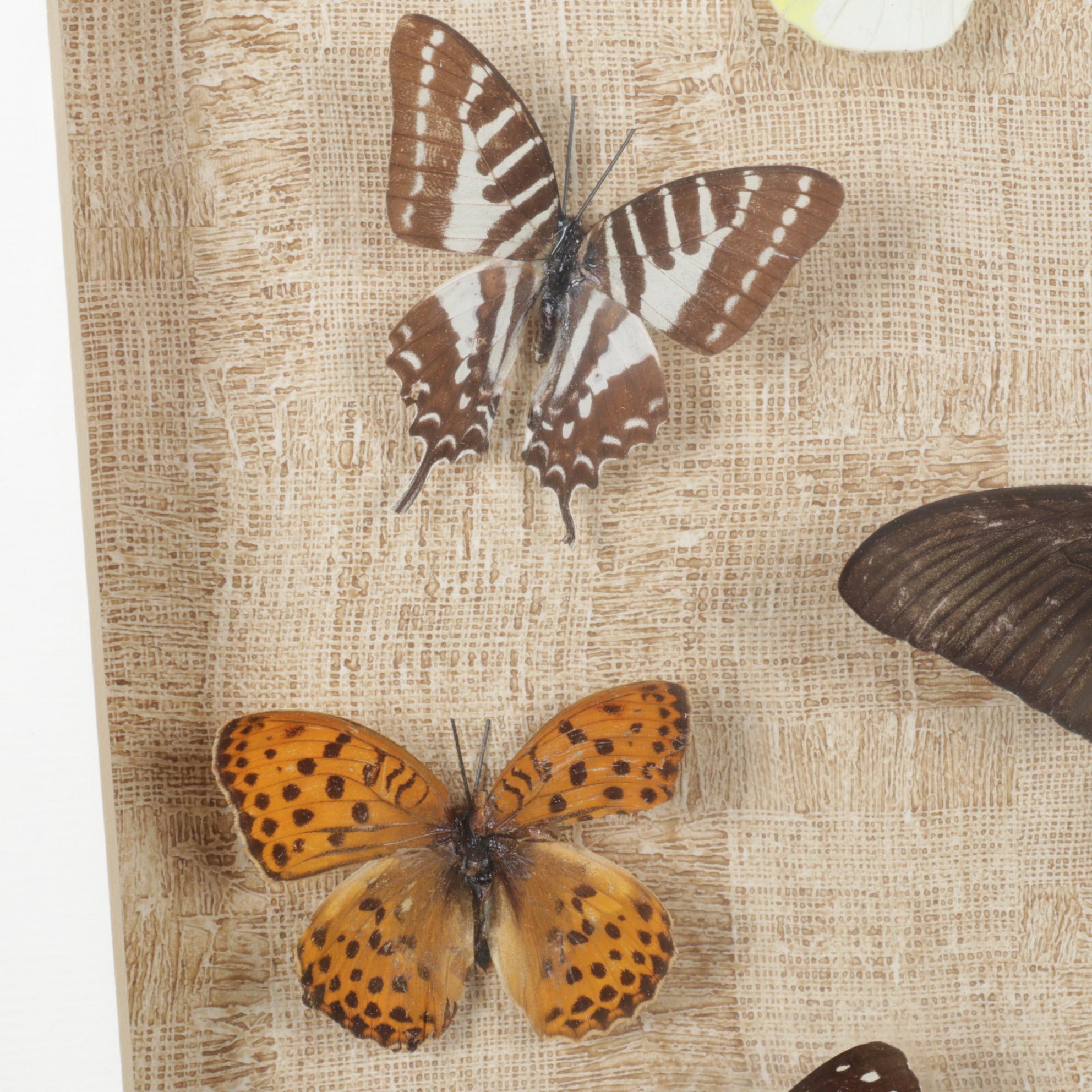 Framed Emperor, Dark Blue Tiger & Other Butterfly Specimens
