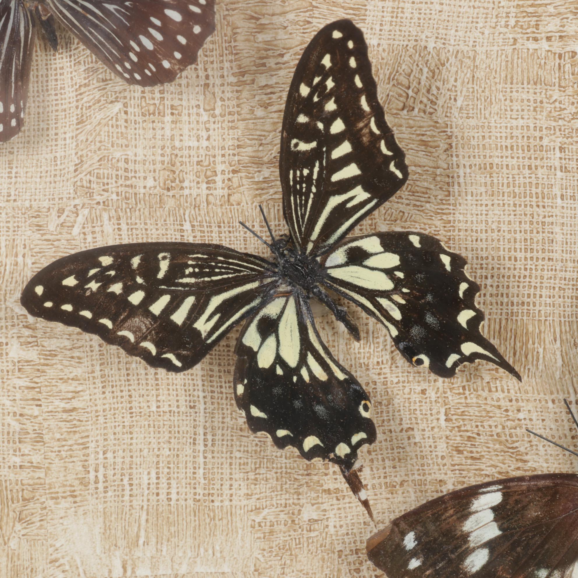 Framed Emperor, Dark Blue Tiger & Other Butterfly Specimens