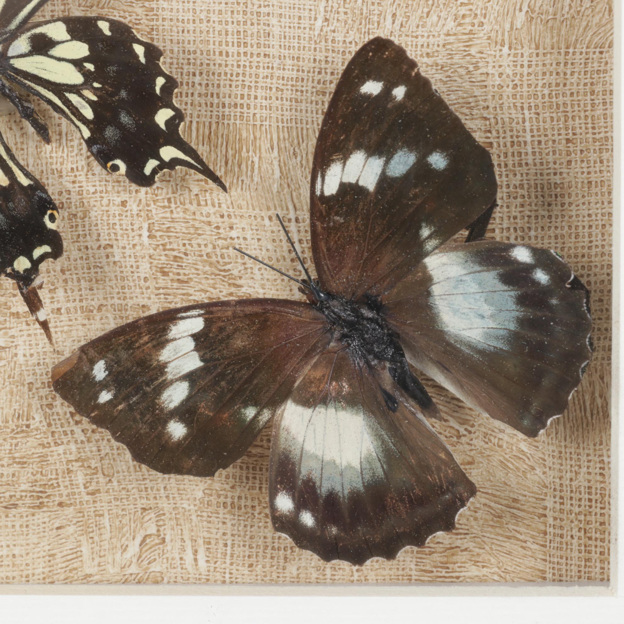 Framed Emperor, Dark Blue Tiger & Other Butterfly Specimens