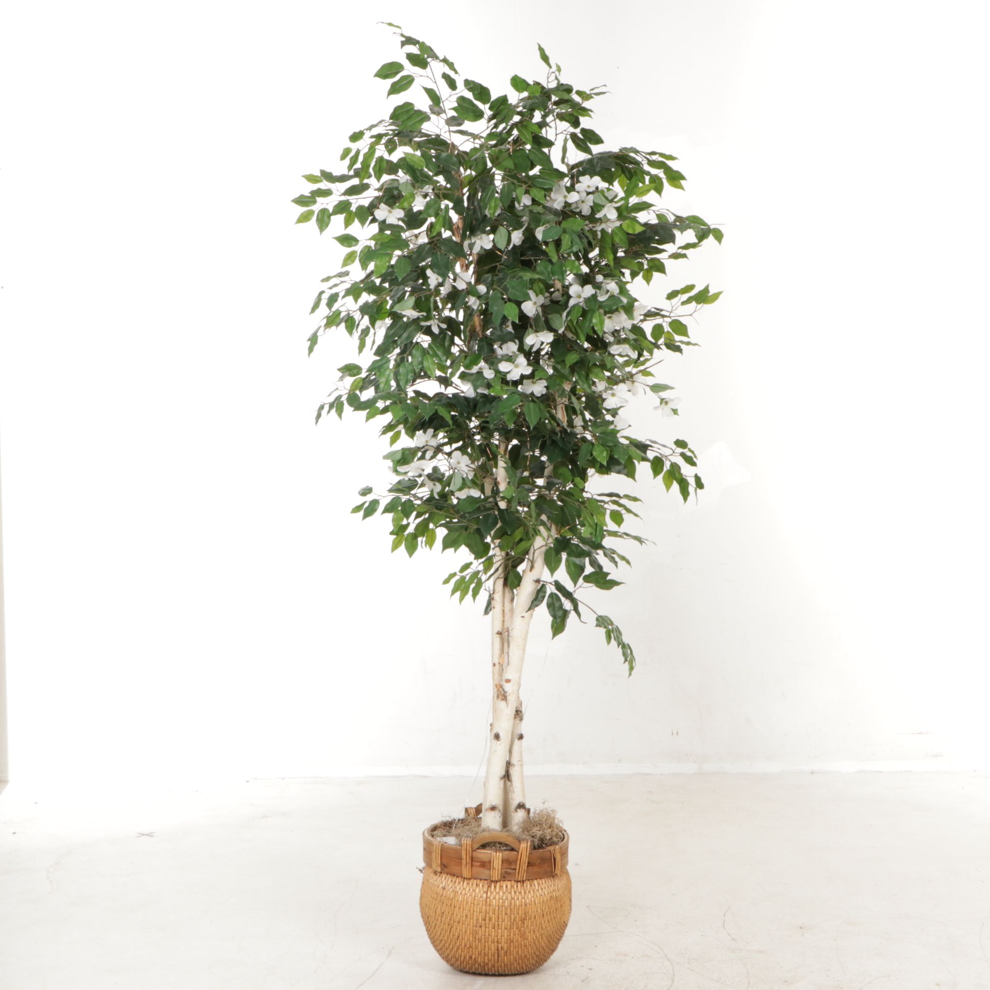 Artificial Birch Tree in Basket With Dogwood Blossoms and Battery LED Lights