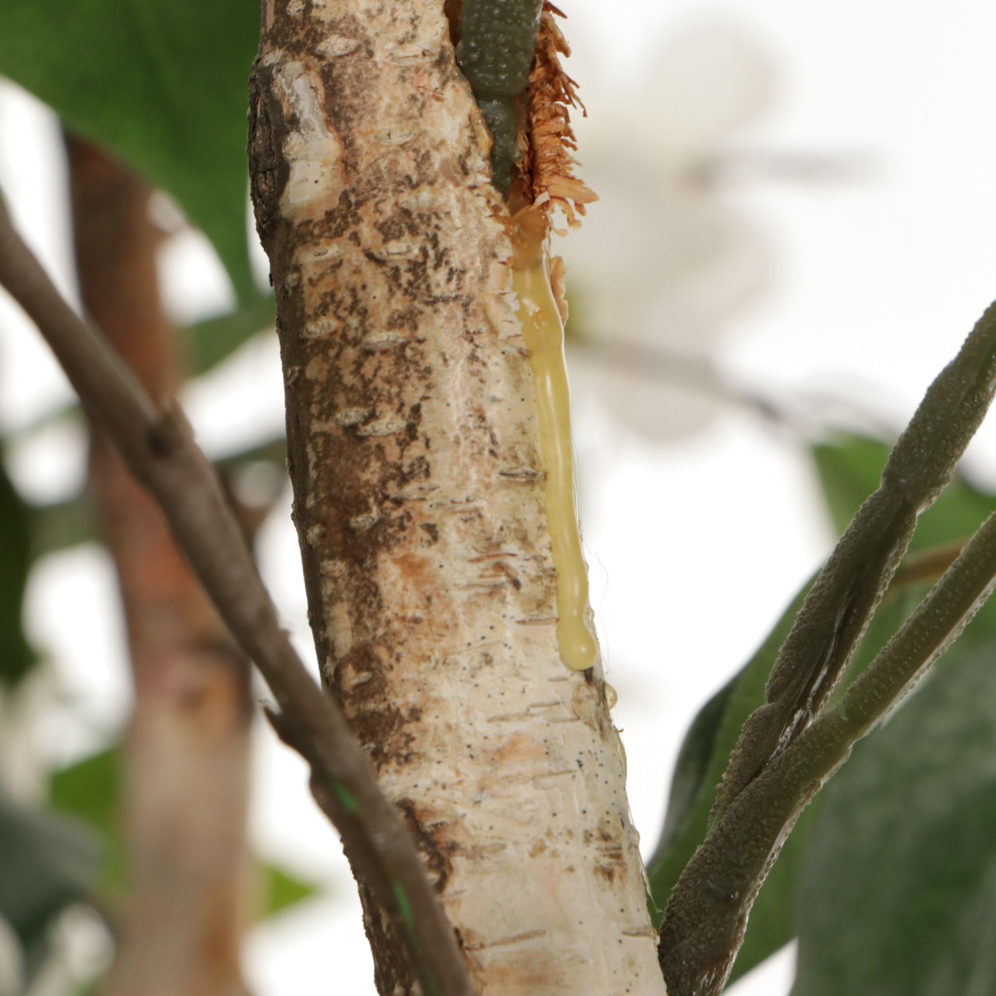 Artificial Birch Tree in Basket With Dogwood Blossoms and Battery LED Lights